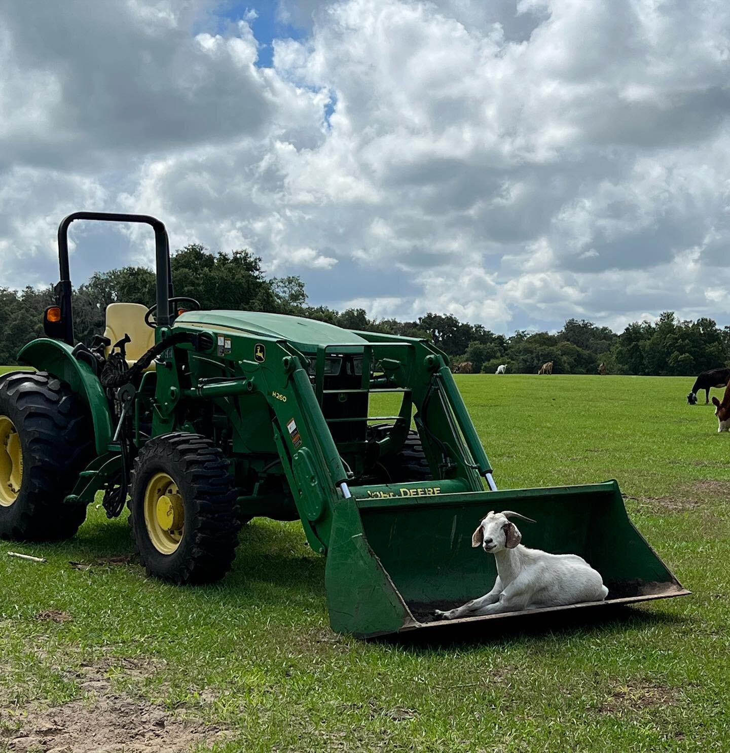 Waiting for her Lyft. See what I did there?! #gradygoat #lyft #drivingmissdaisy