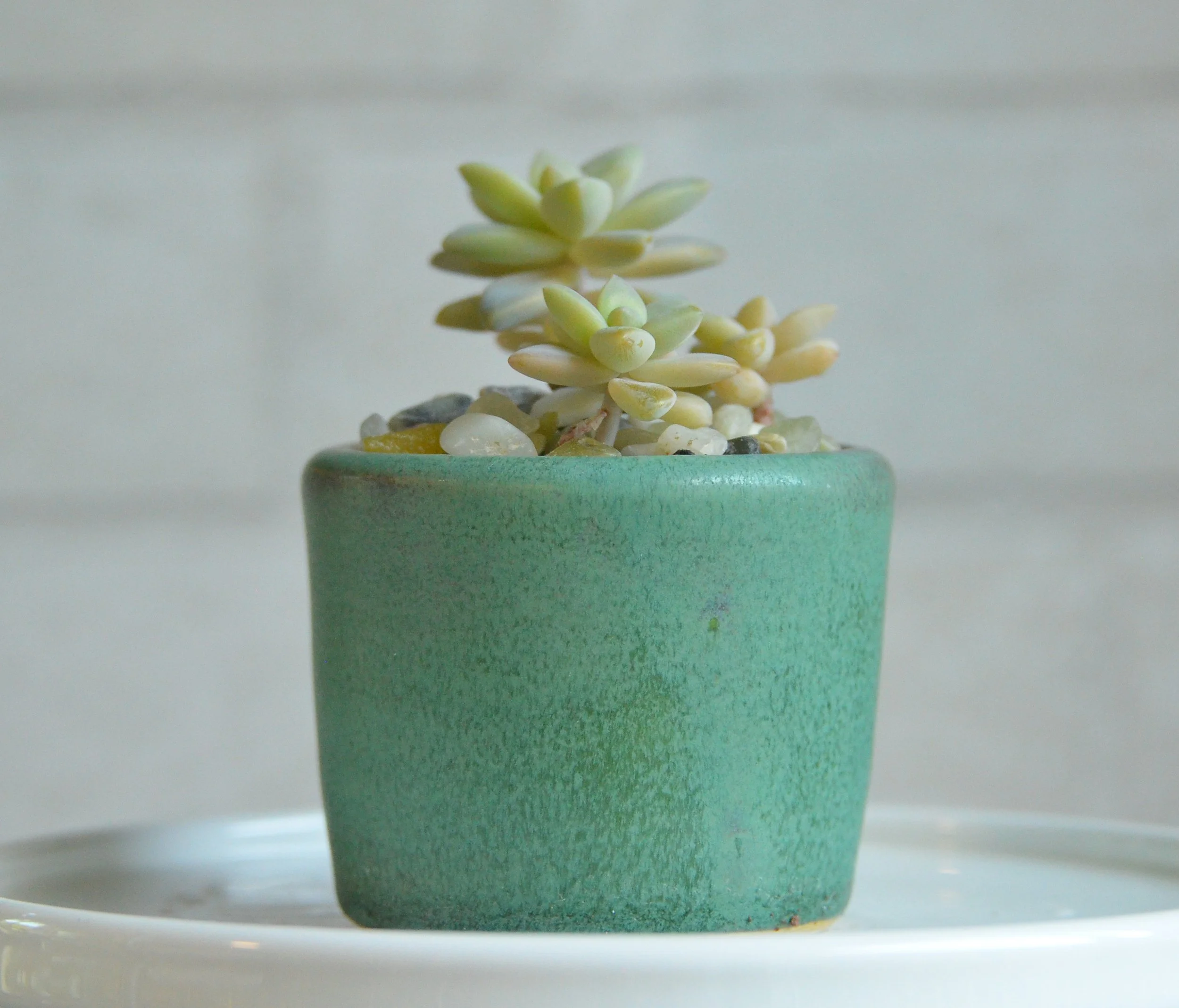 mini pot, white stoneware, speckled moss glaze 
