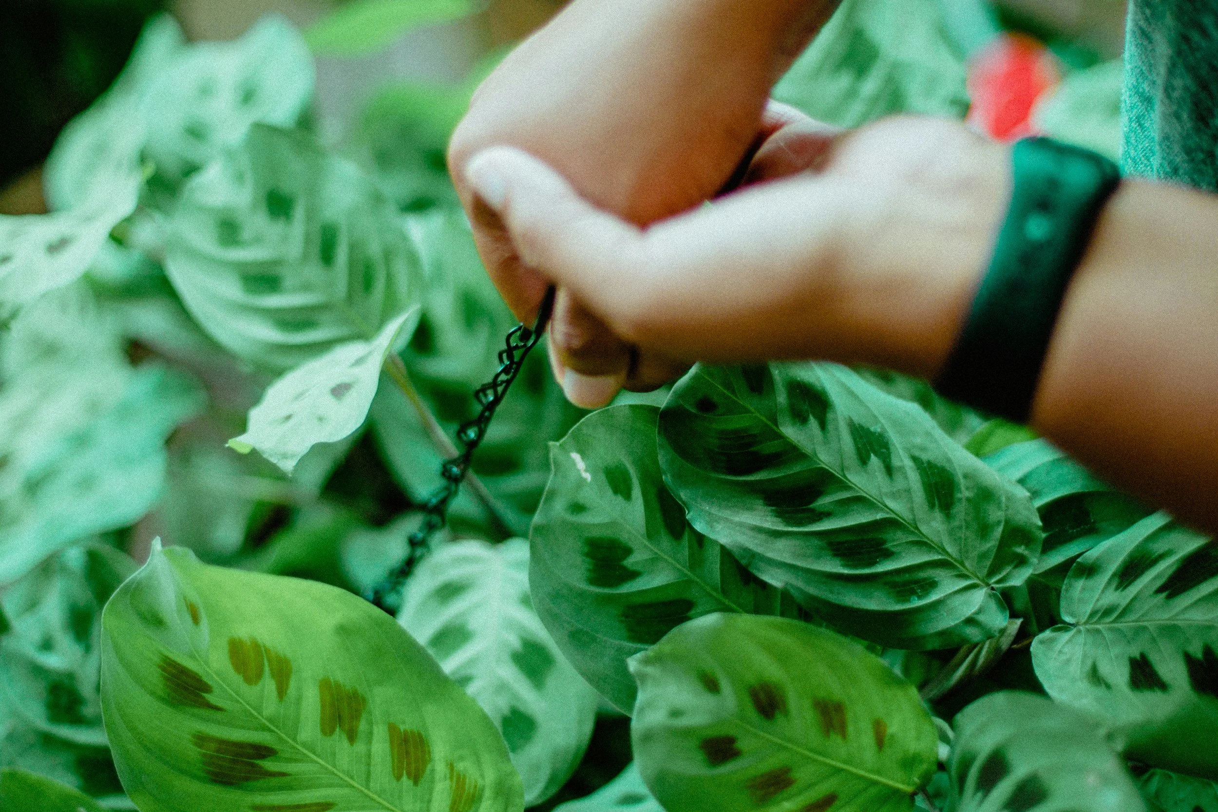 Ideas for Tending