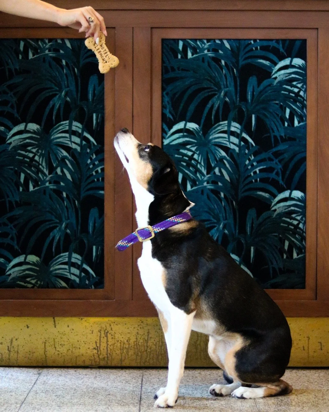 Check-in complete. Belly rubs secured. Biscuit incoming. 
 
We like our guests four-legged, well-behaved, and a little bit spoiled. Complimentary treats by @bigdaddybiscuit, because every good pup deserves a proper welcome. 
 
Worried about allergies