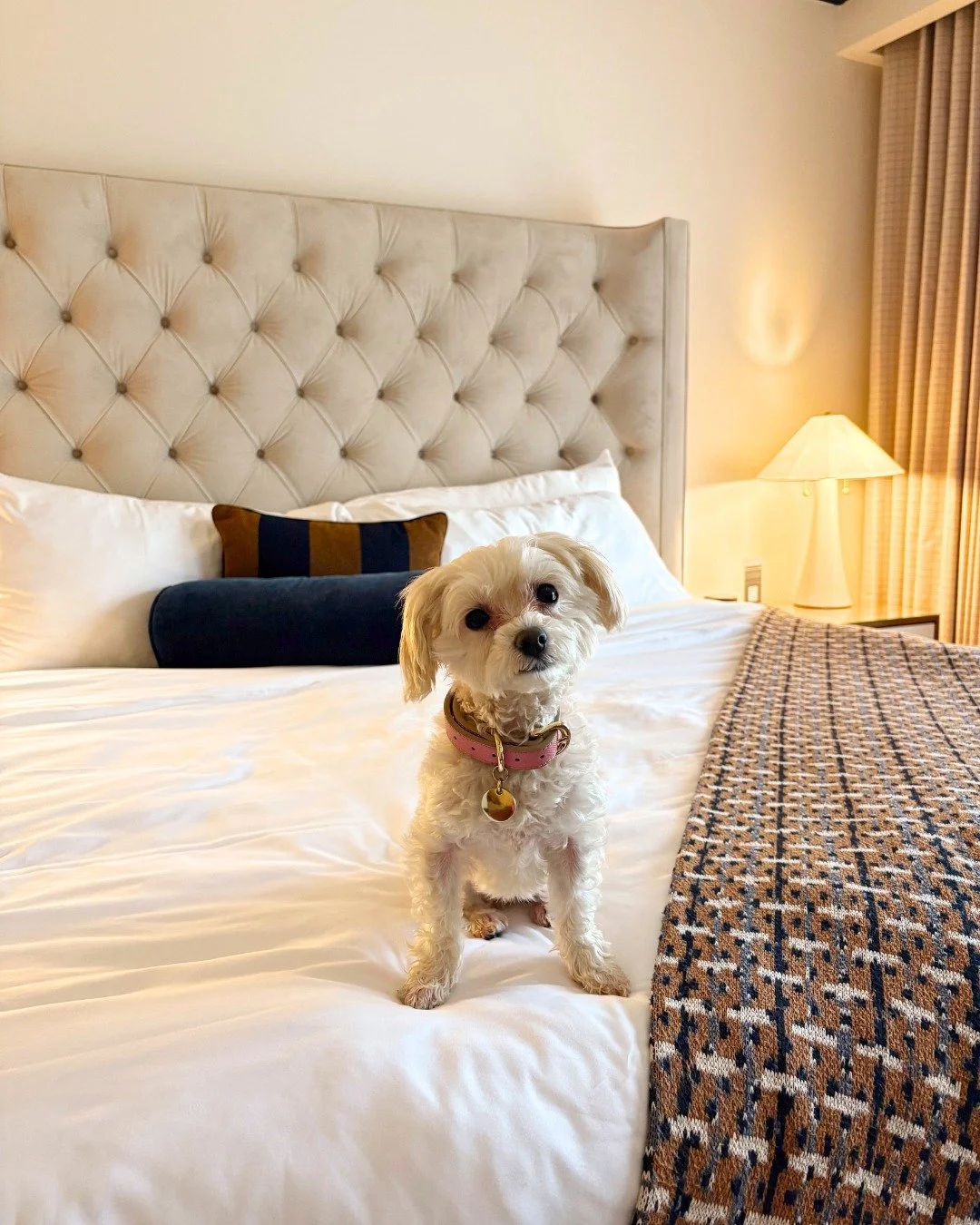 Soft sheets. Morning light. One very good guest.