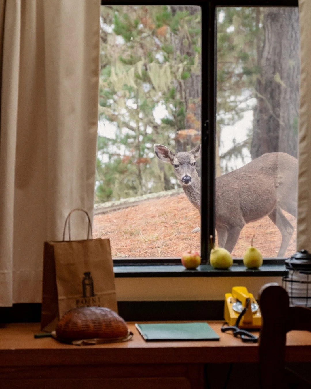 Some neighbors borrow sugar. Ours just peek through the window. 
 
📸: @luke_fwc