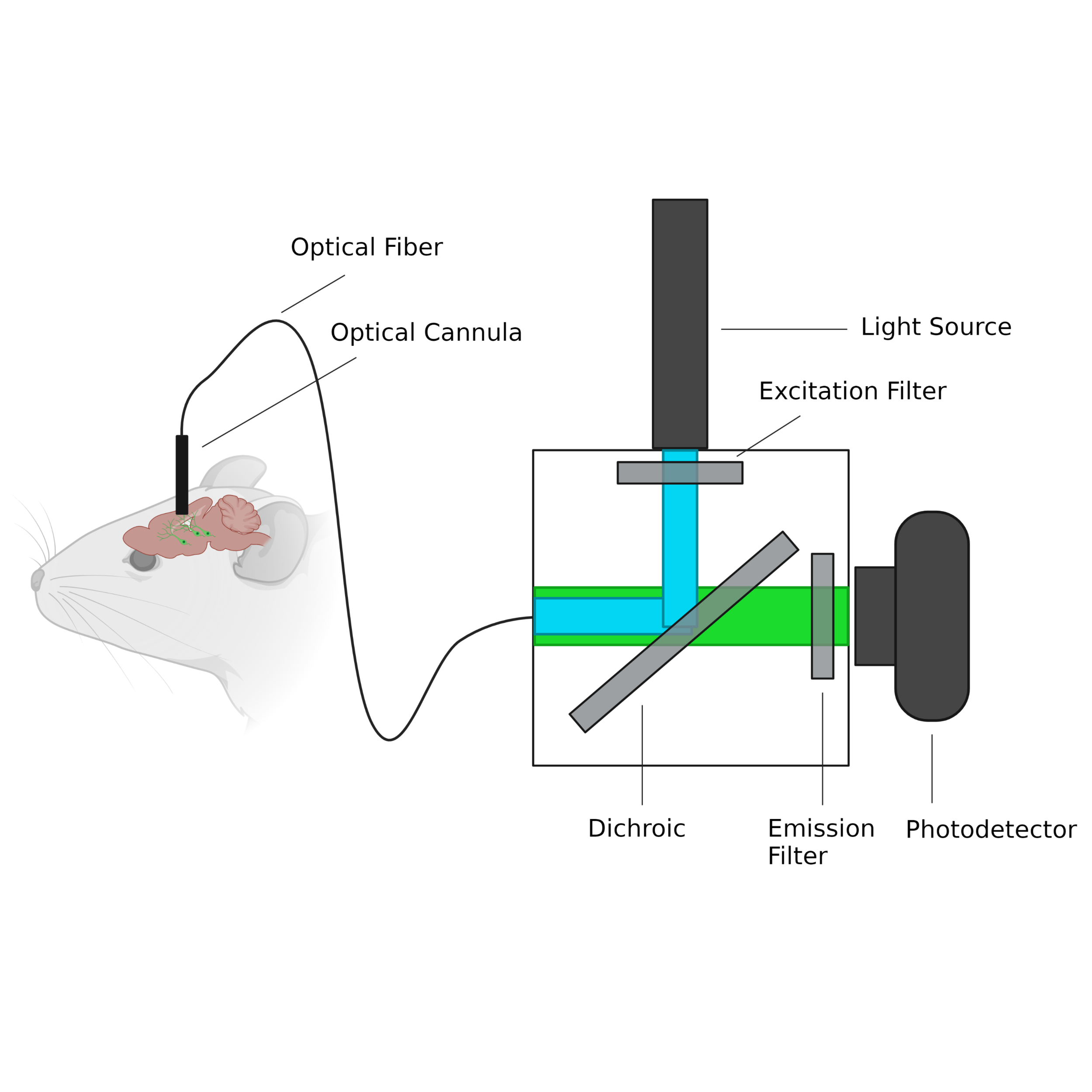 Fiber Photometry.png