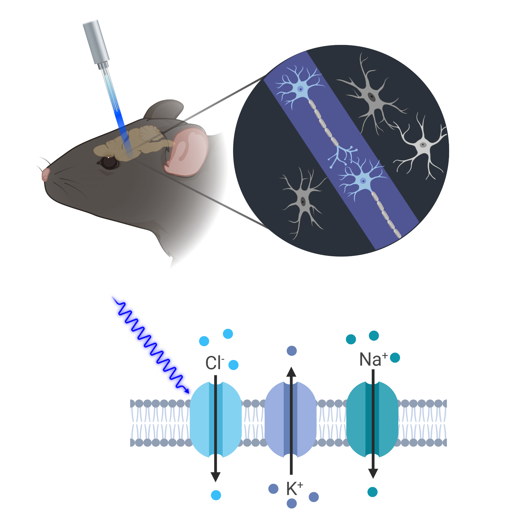 Optogenetics (1).png