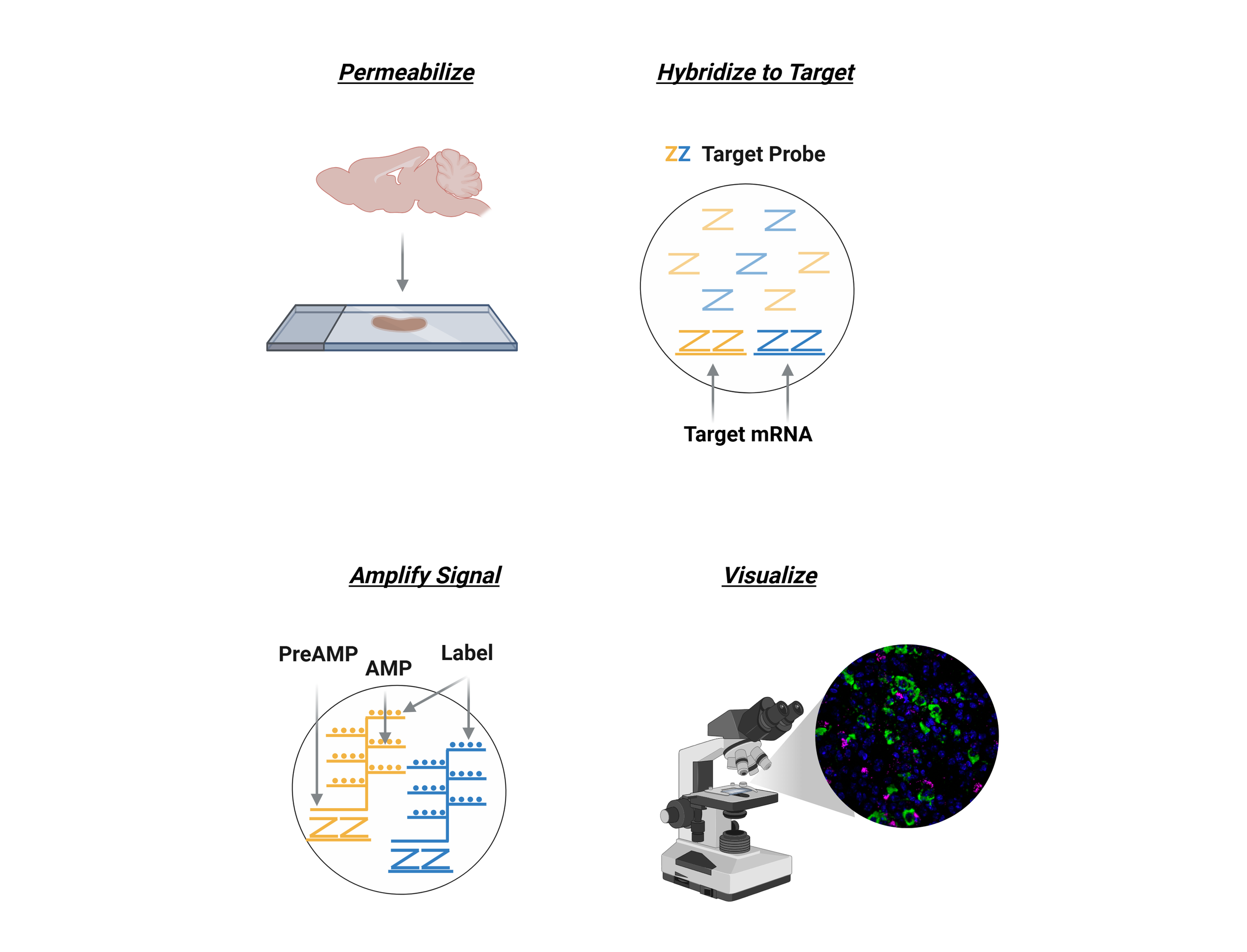 Copy of RNAscope (2).png