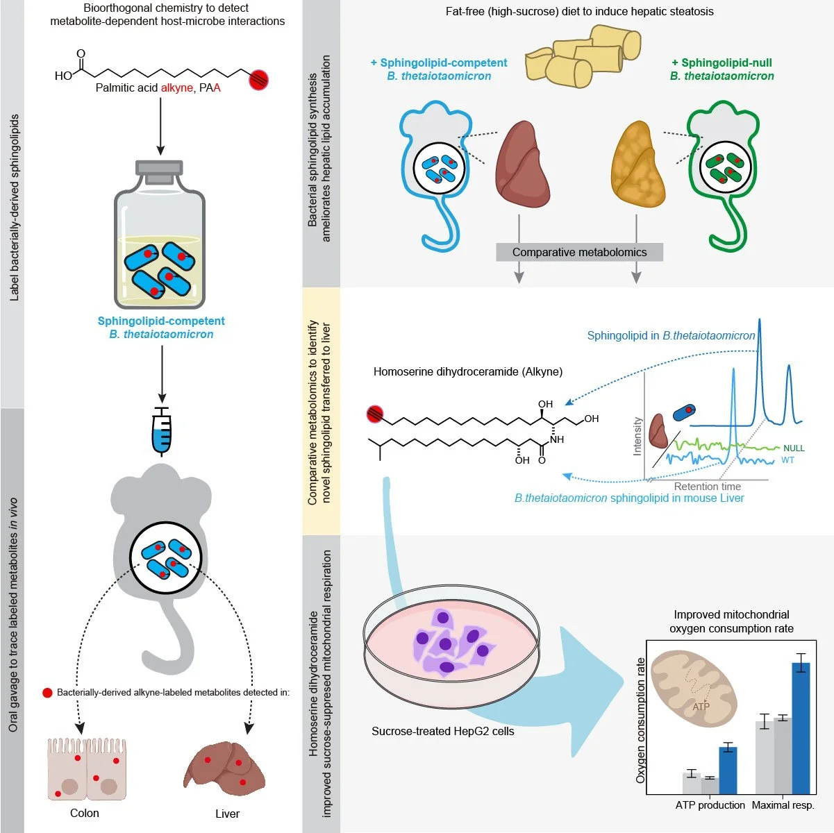 Our paper detailing effects of bacterial sphingolipid synthesis on liver phenotypes is out in Cell Host &amp; Microbe.  Congrats Henry, Min-Ting, and Kevin!