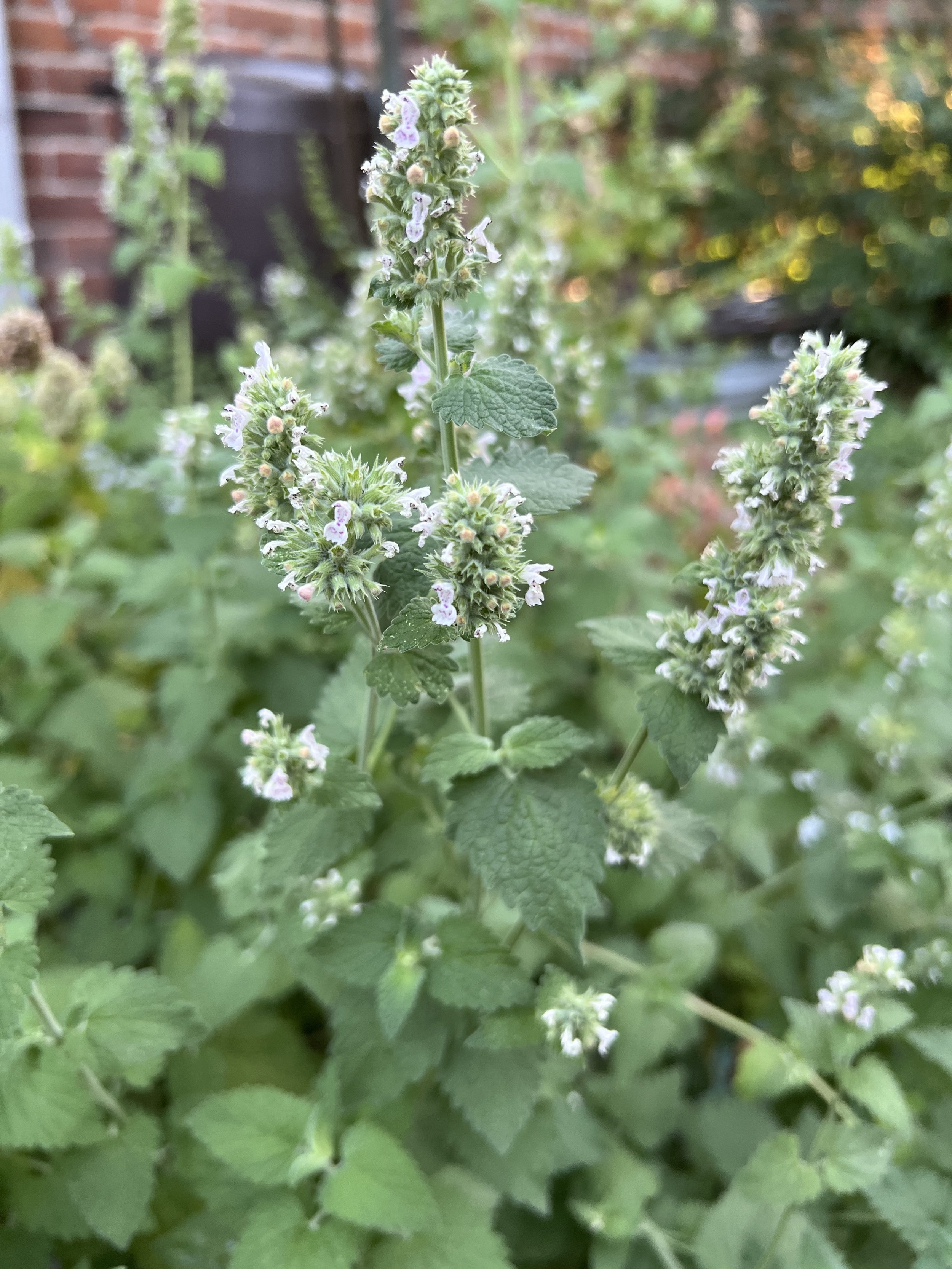 Healing Herbs for your Colorado Garden