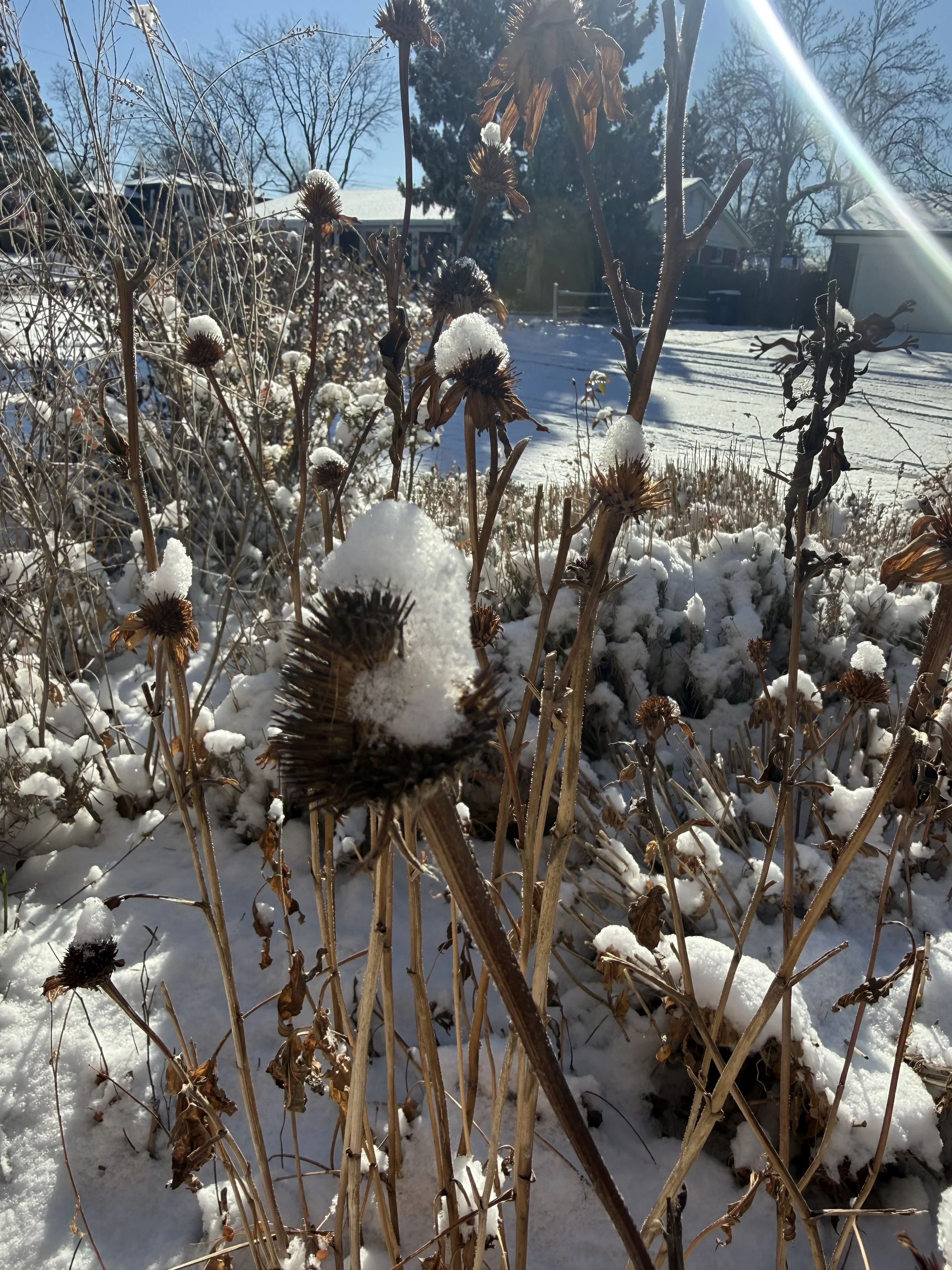 Snow, Stillness and What’s Beginning
