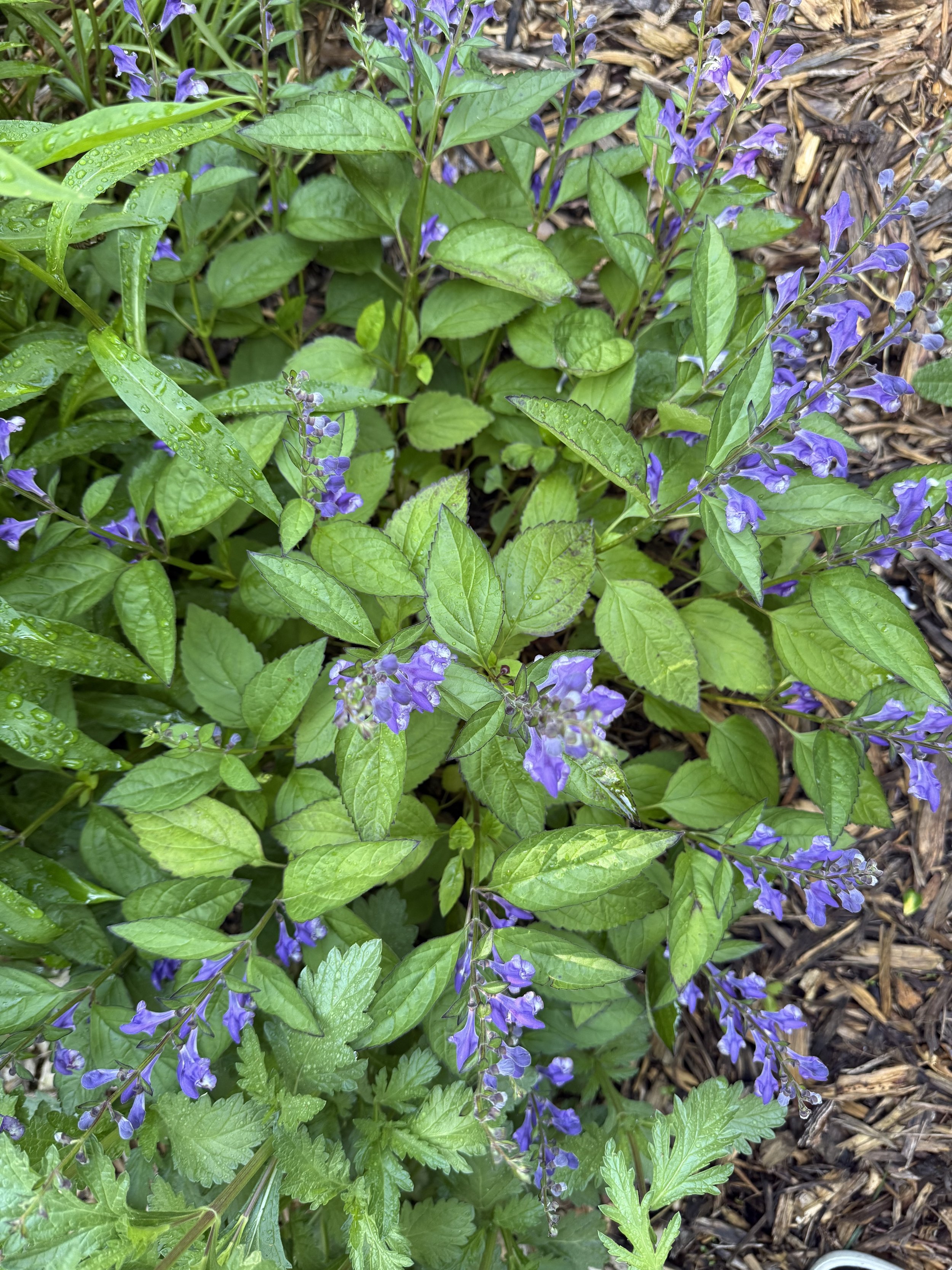 Curating Calm - Herbal Wisdom to Ease Stress and Anxiety