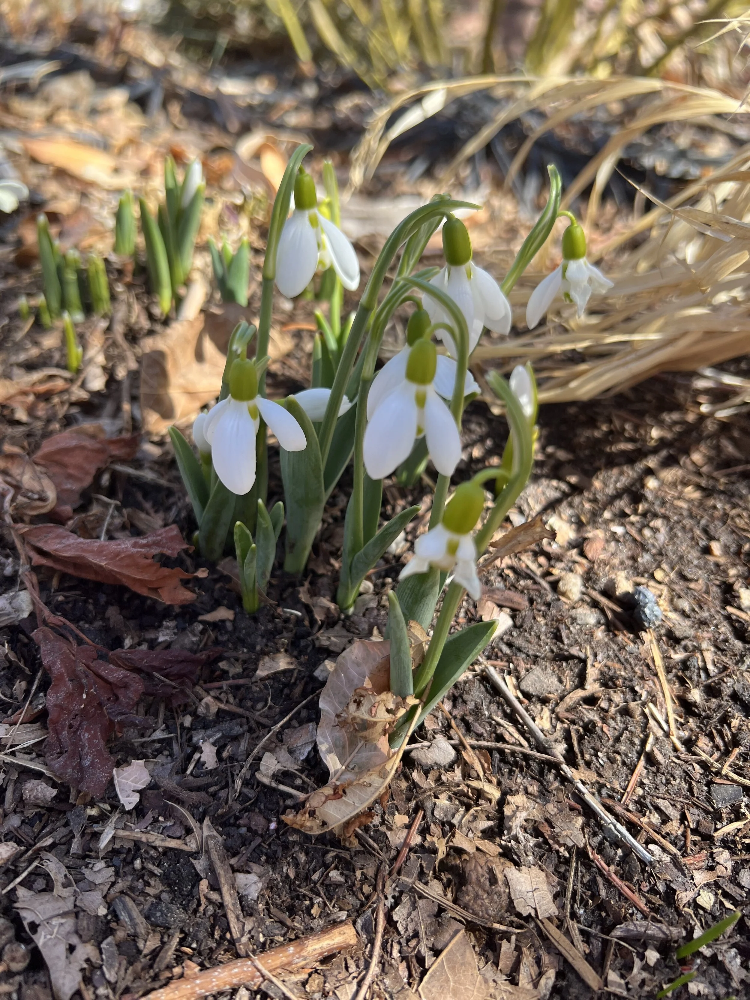 Herbal Support for Grief: Gentle Plant Companions for Tender Times