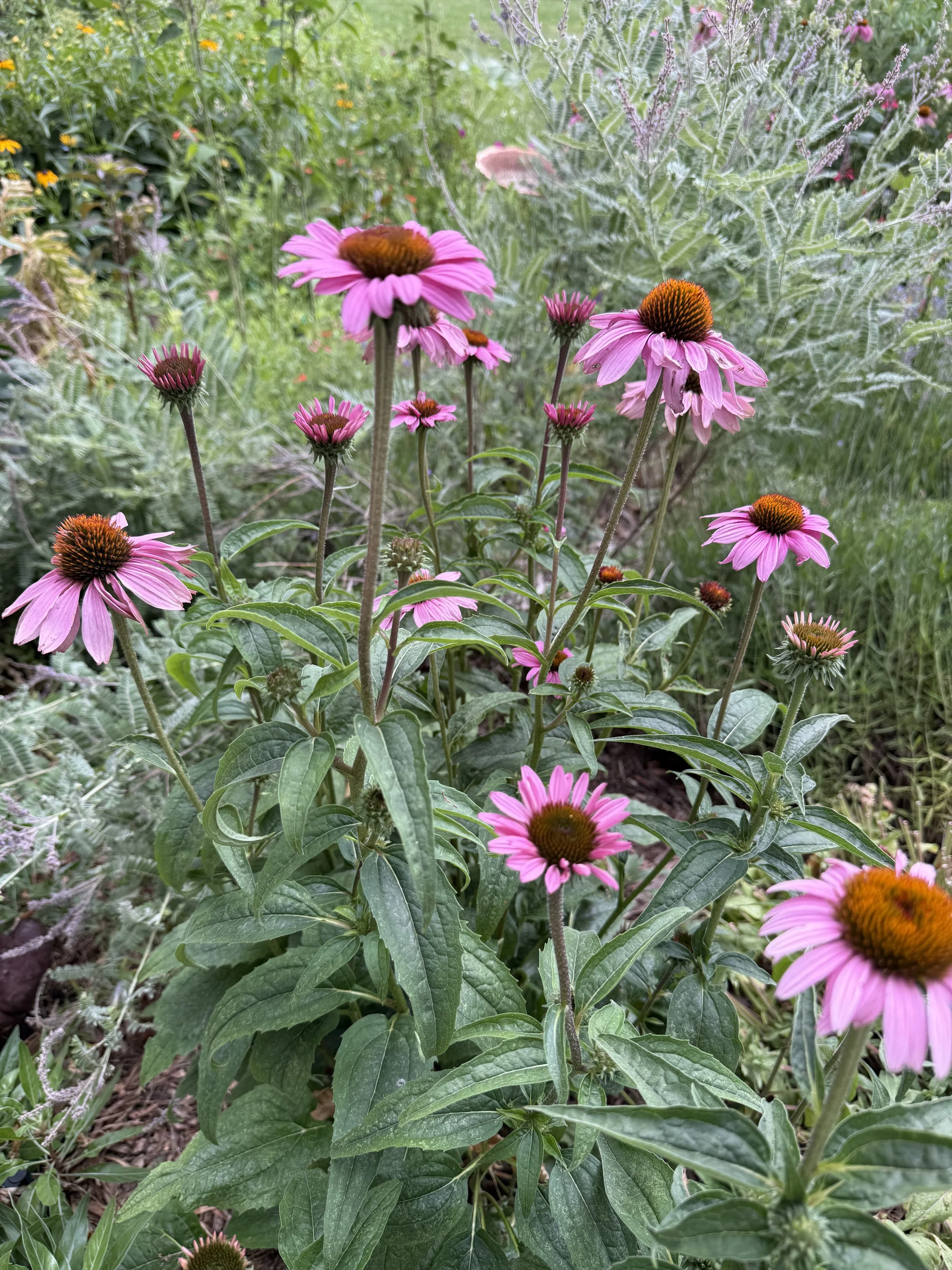 From Immune Support to Cycle Wisdom