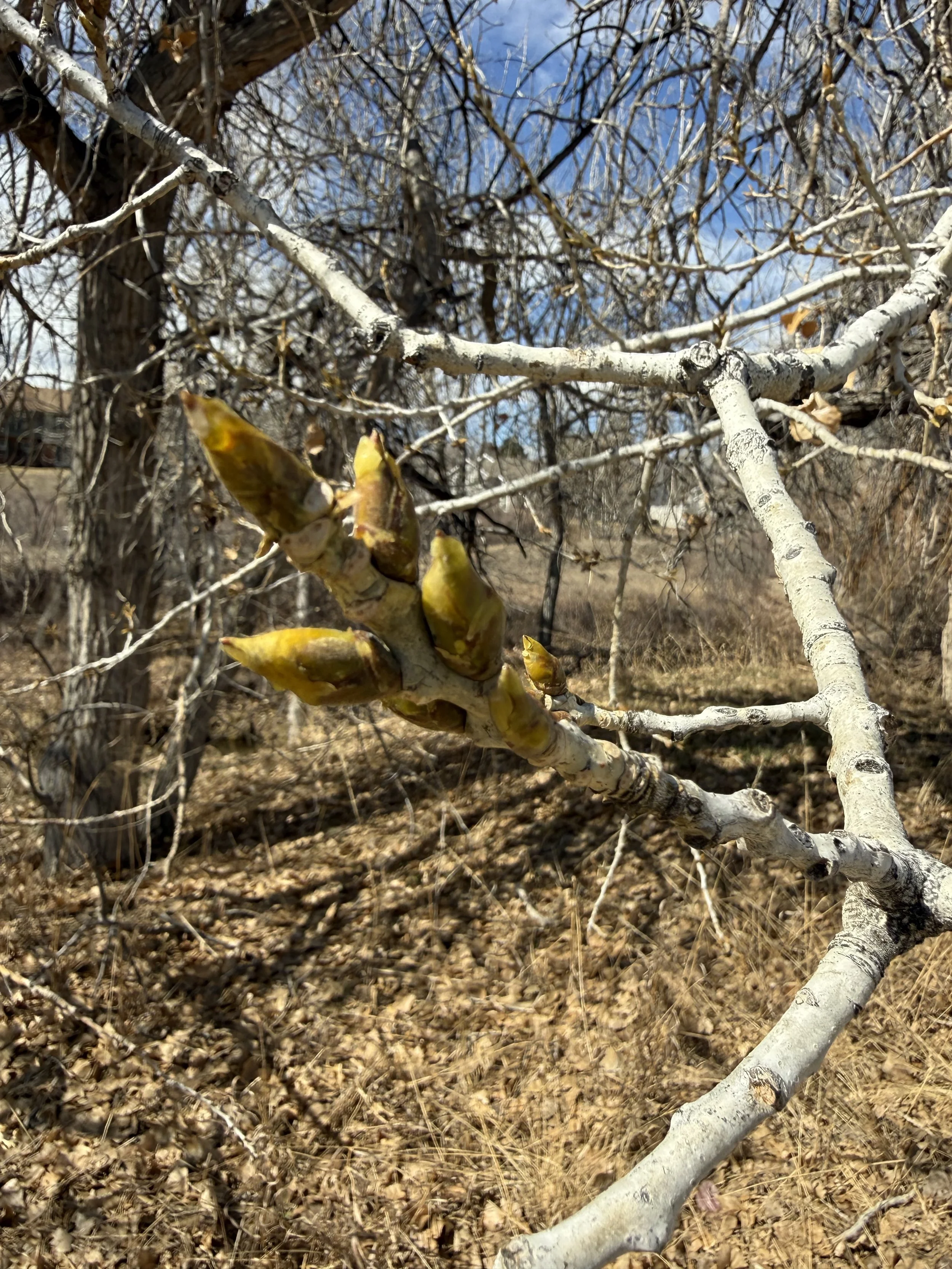 Morning Cottonwood Bud Harvest