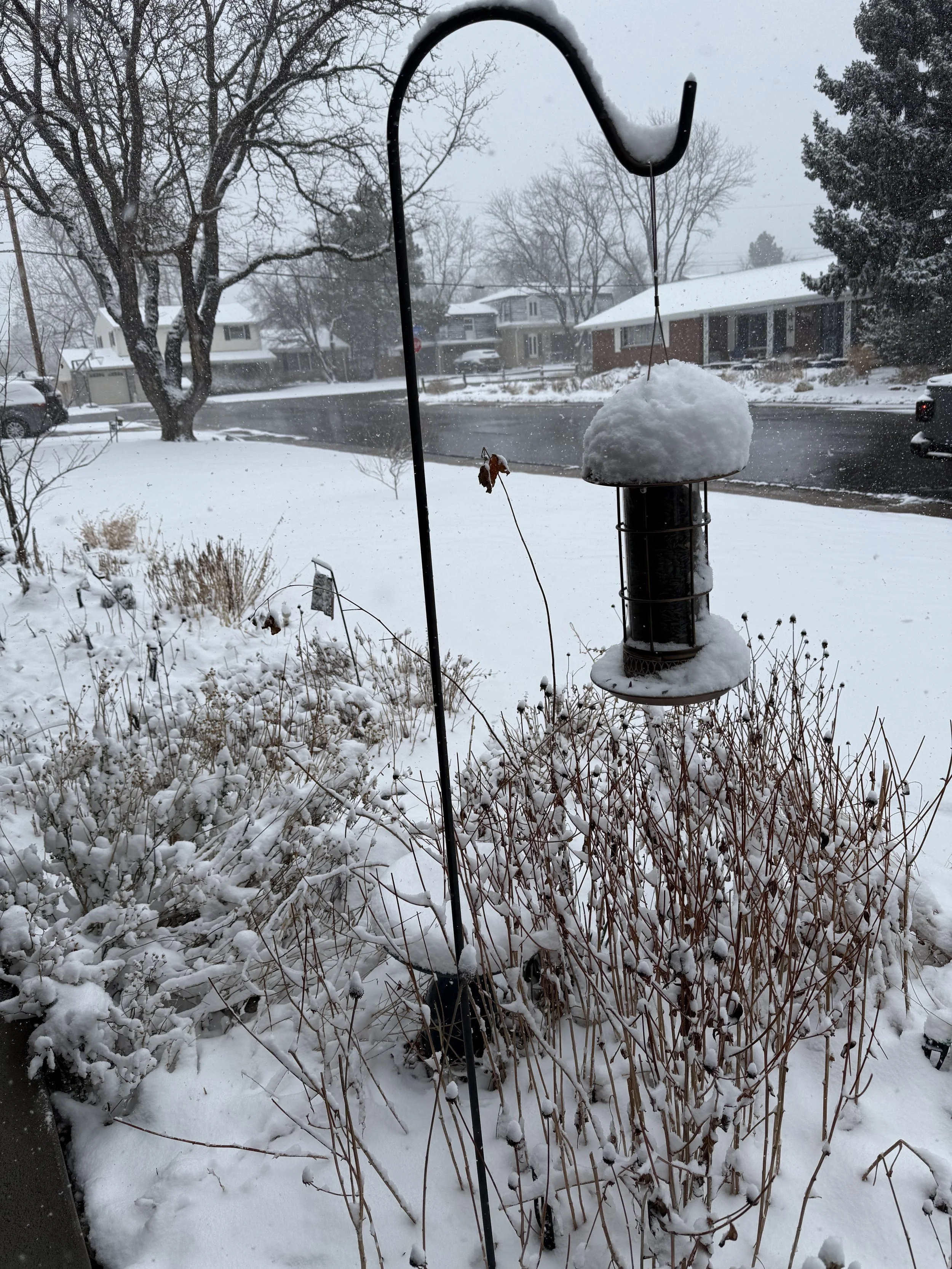 Beneath the Snow, Something Is Still Growing