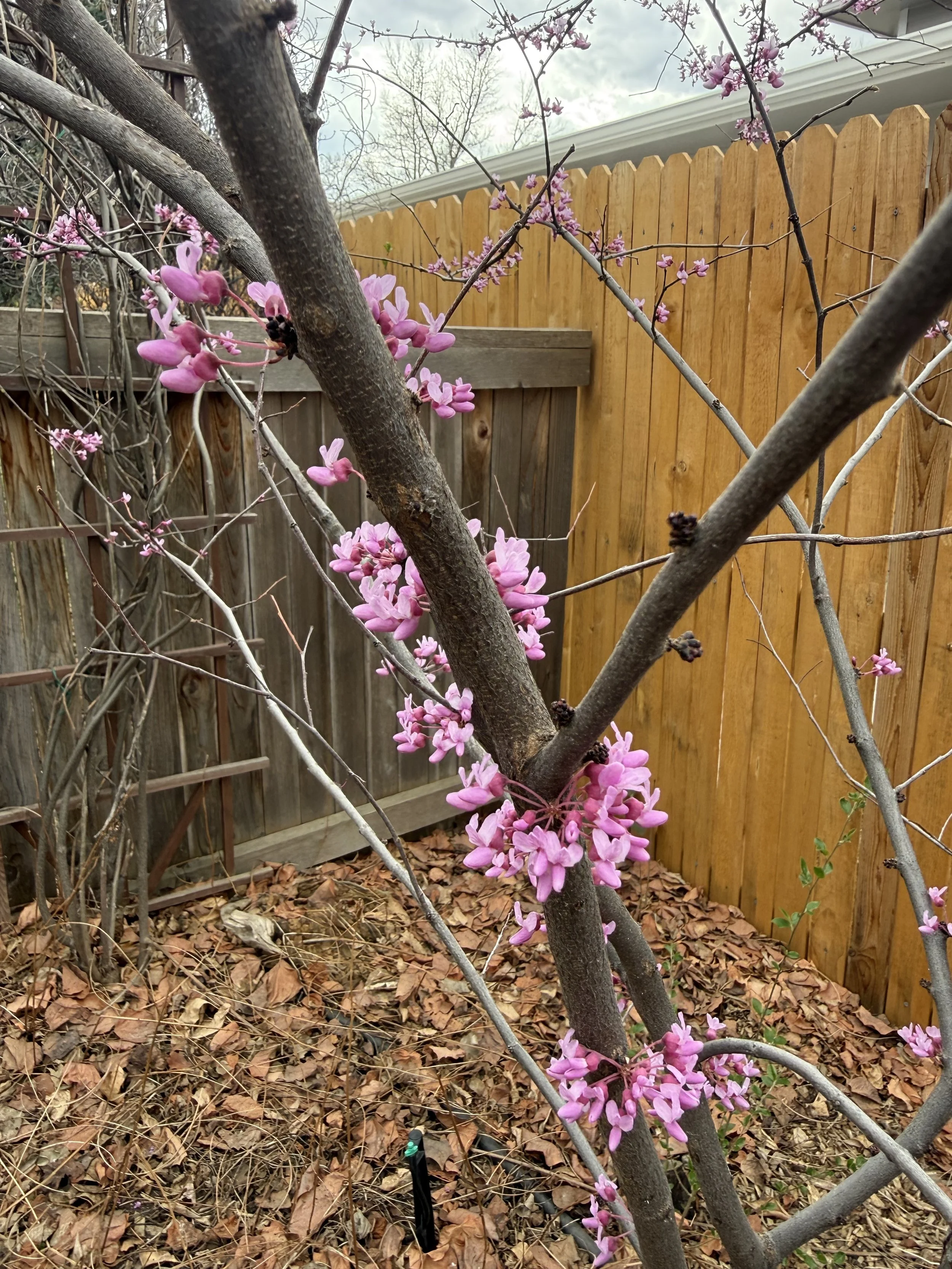 What Is Emerging in the Garden… and in You