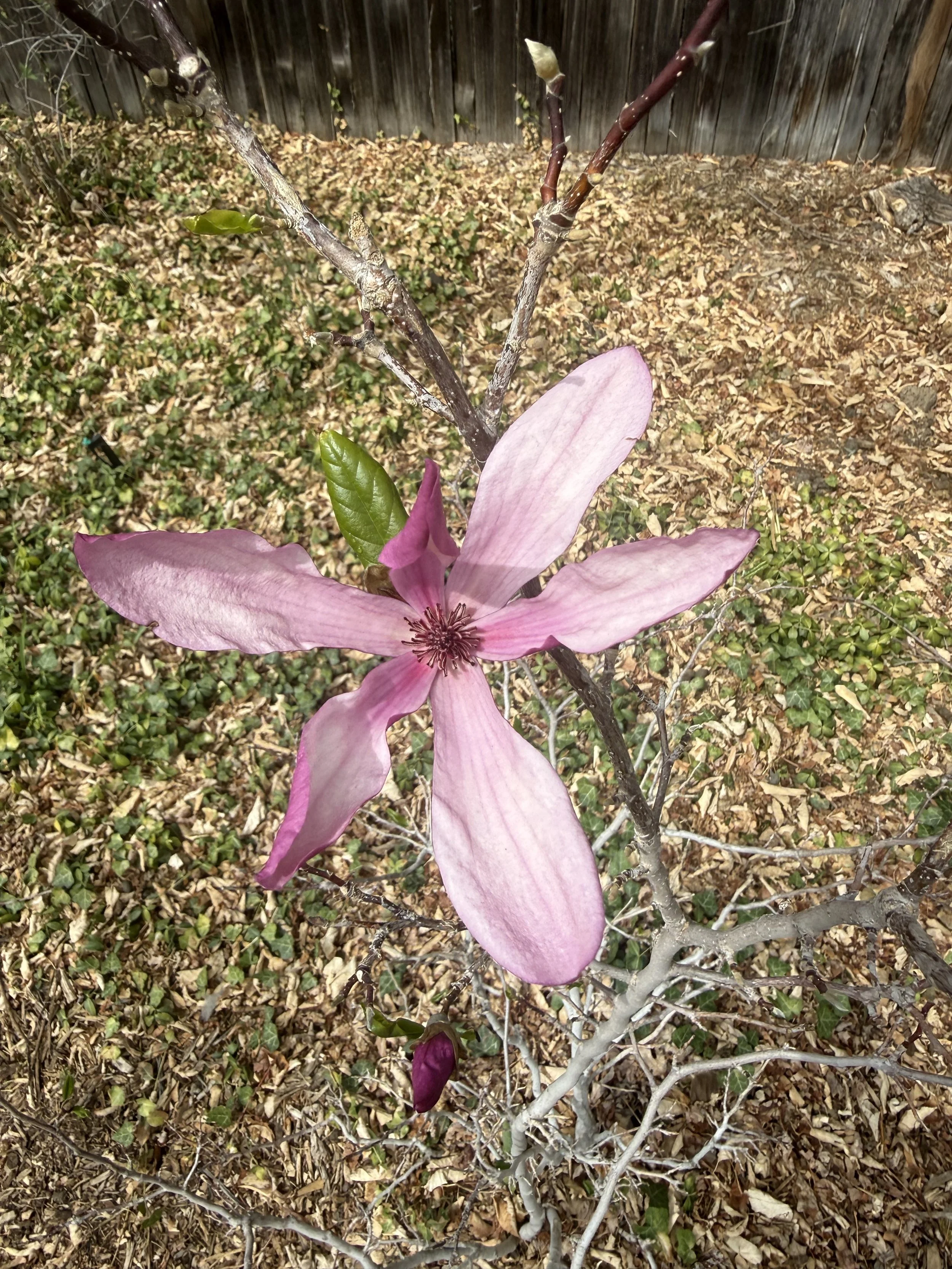 The Courage to Gently Unfurl