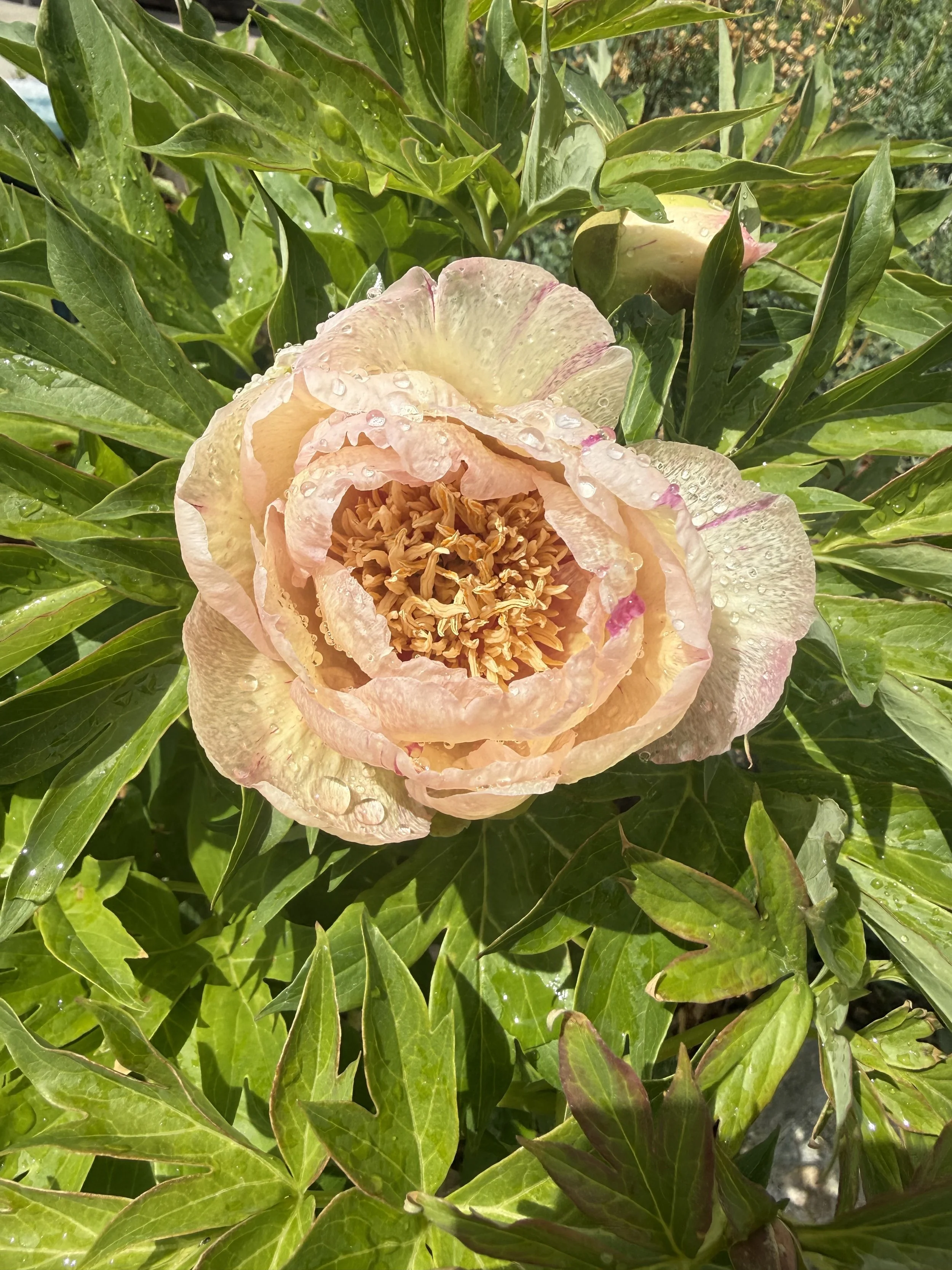 Nourish to Flourish: What Helps Us Truly Thrive