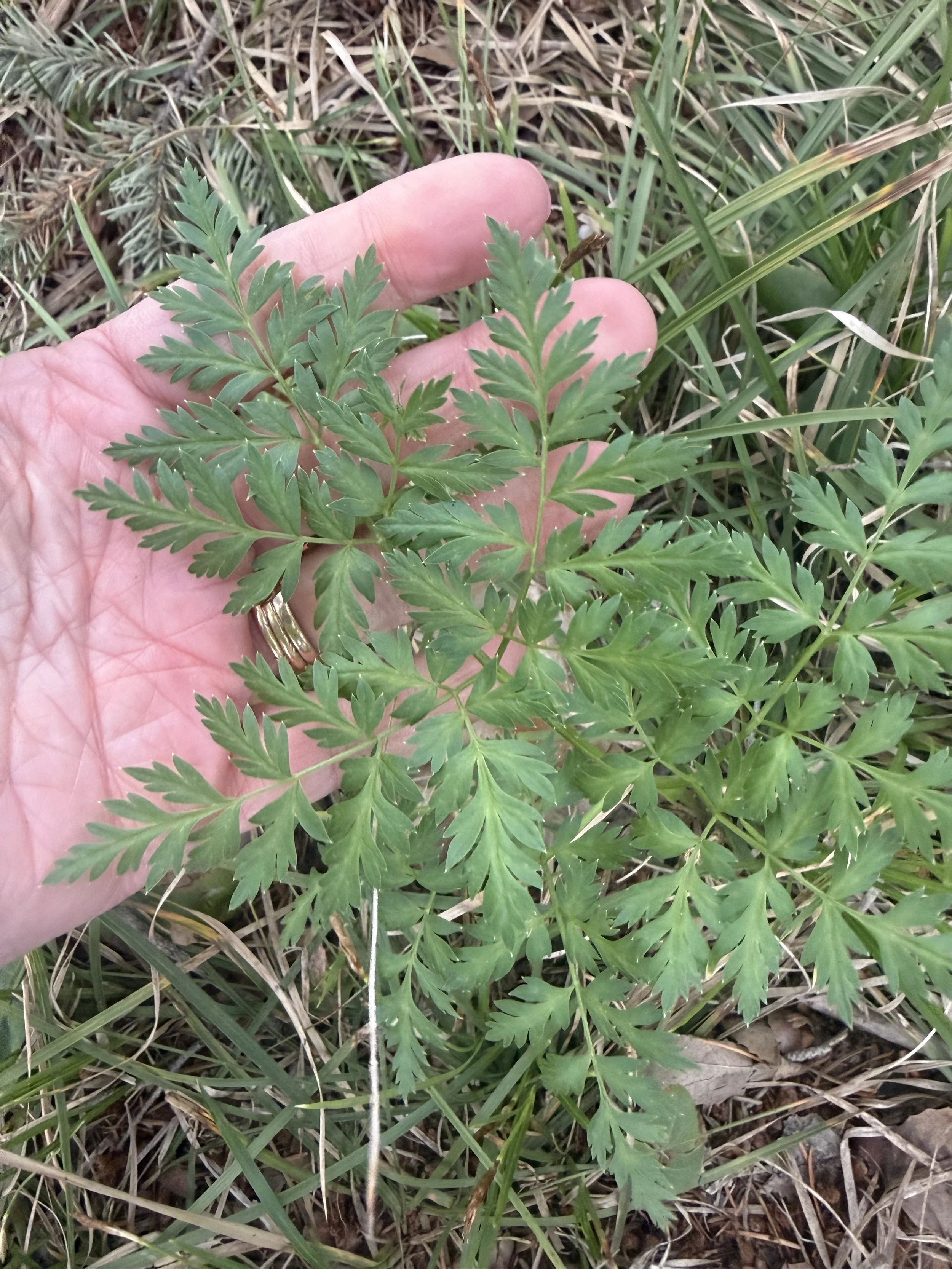 Meeting the Herbs in Person
