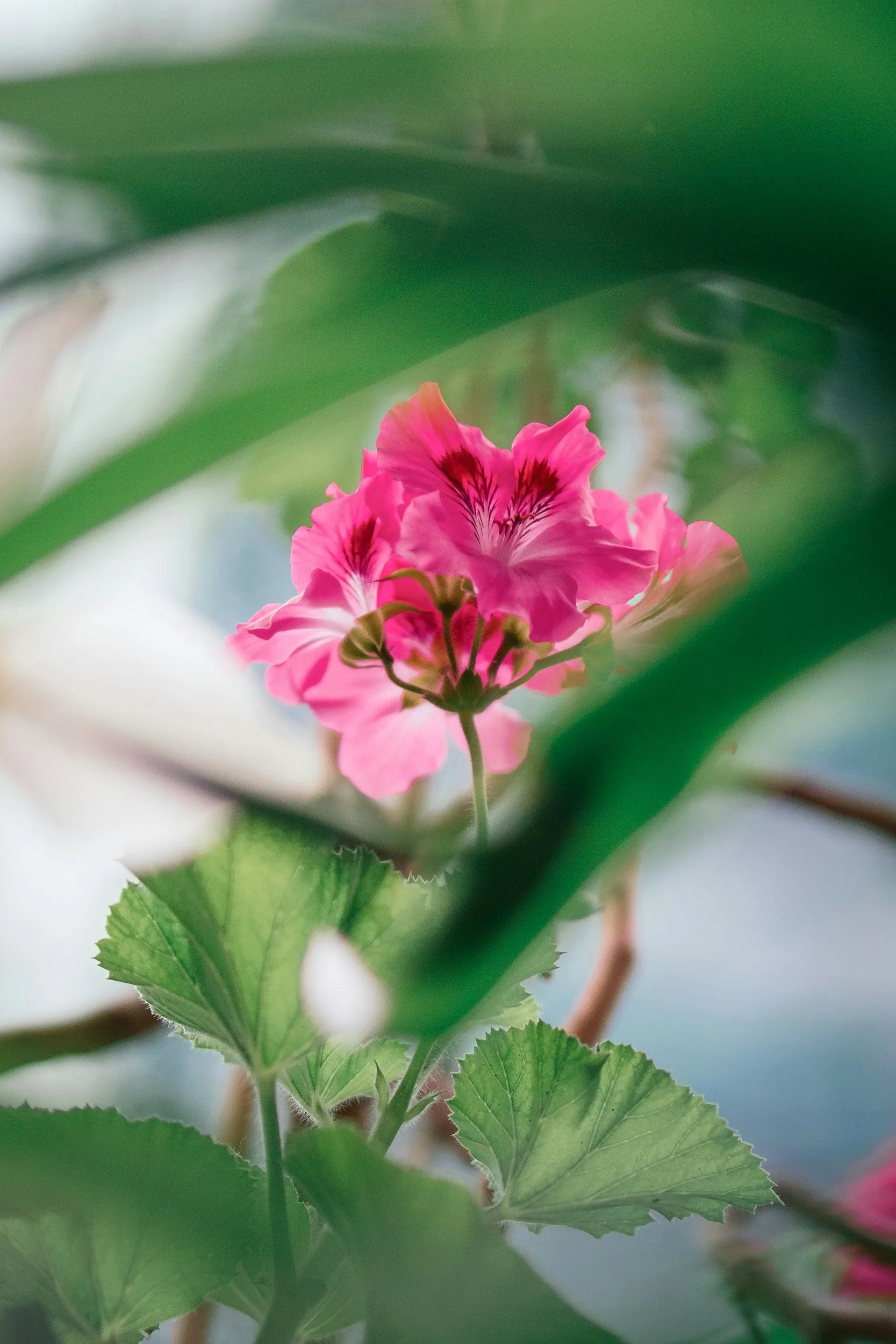 Plant-Powered Bug Spray