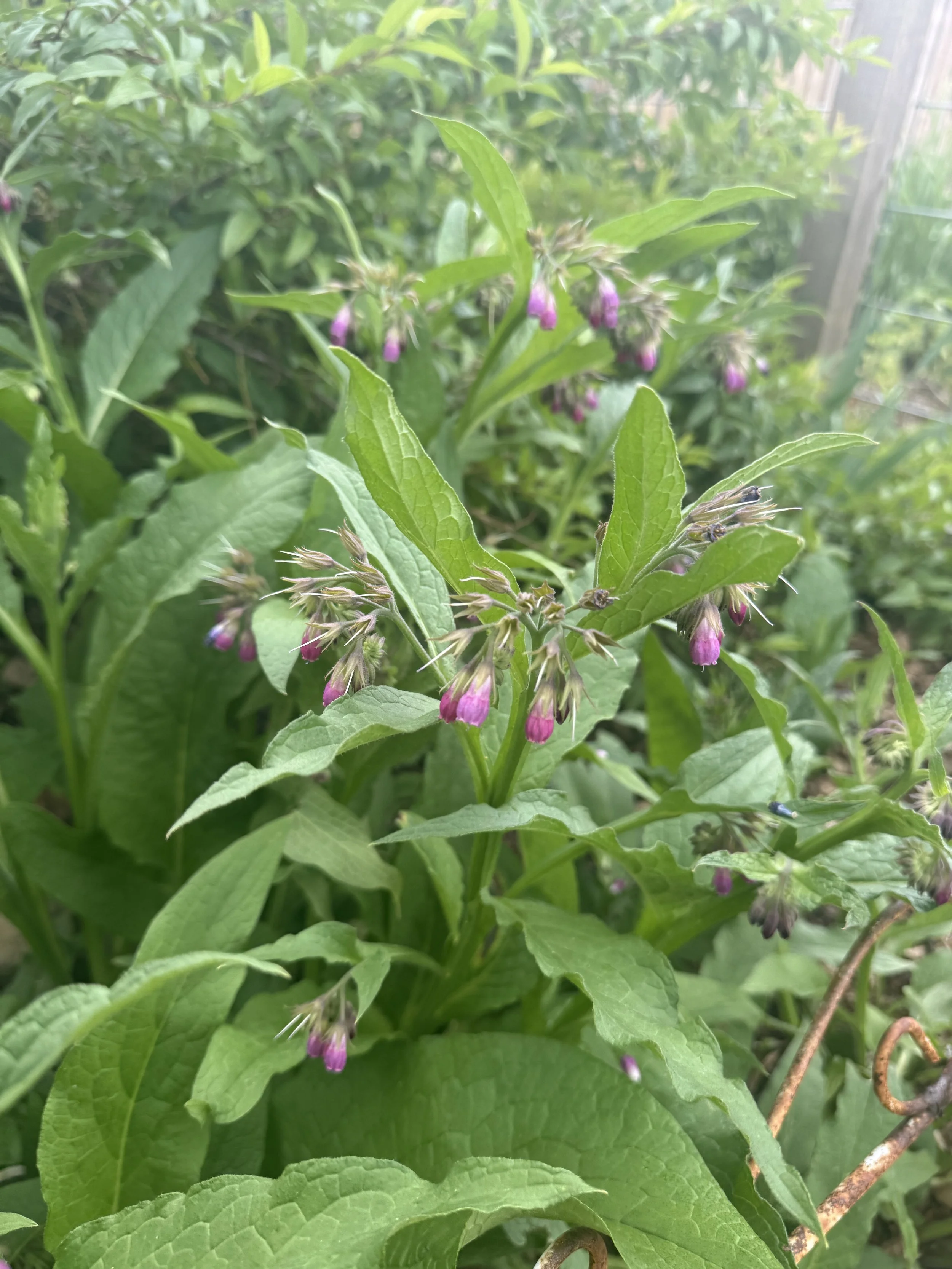 Healing Herbs for Your Colorado Garden