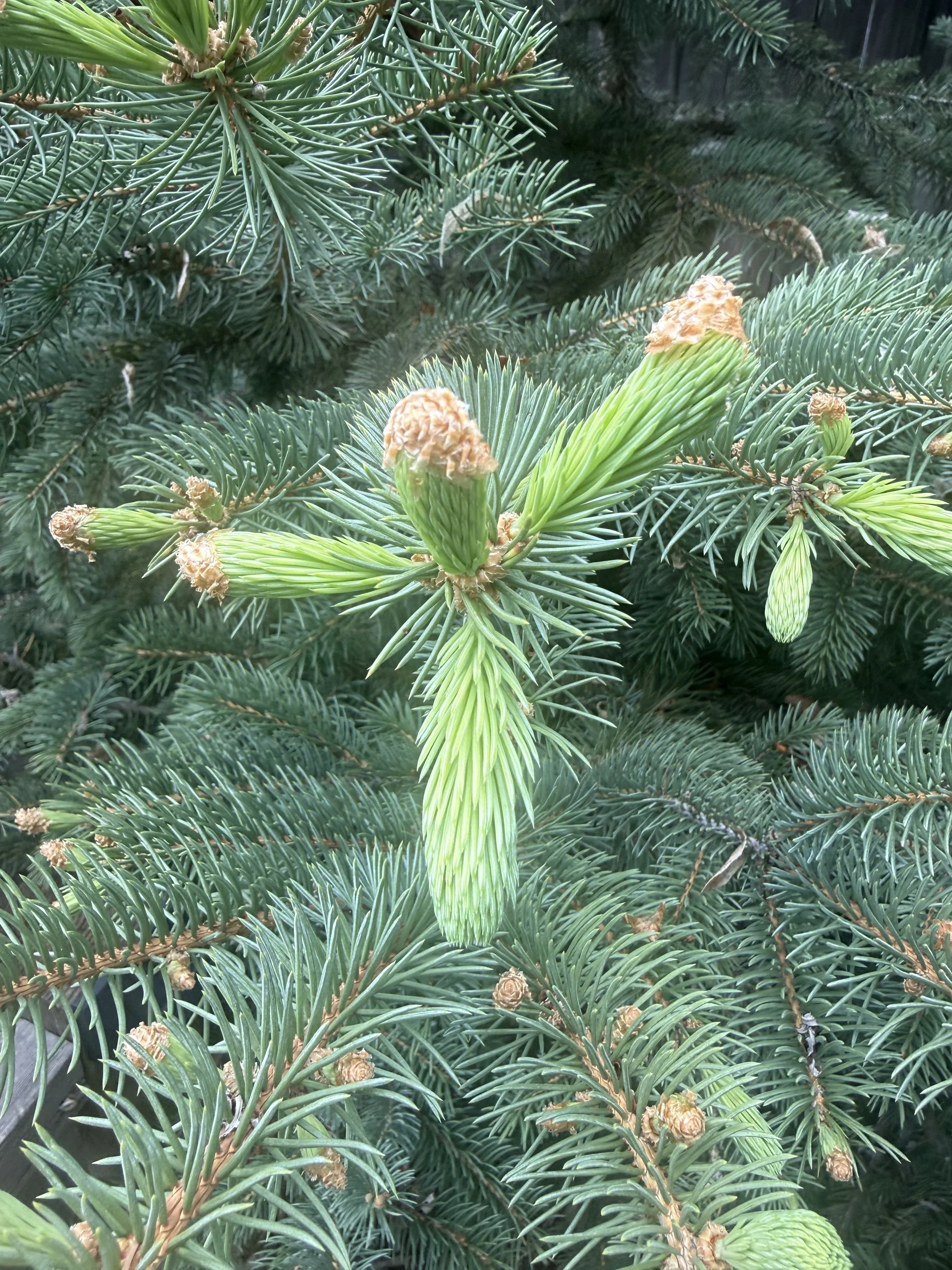 Harvesting the Medicine of Early Summer