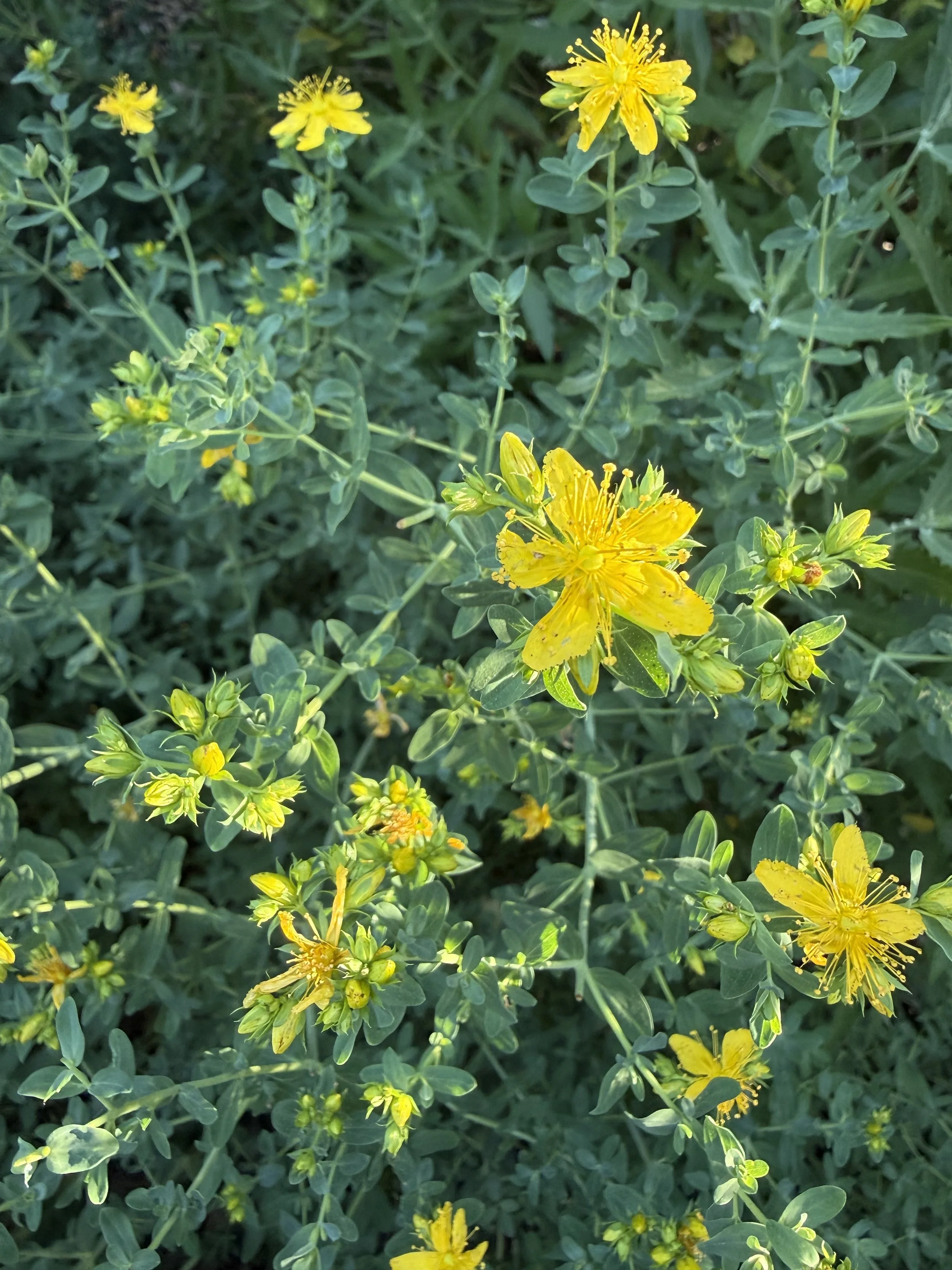 Summer Solstice: Following the Earth's Rhythms