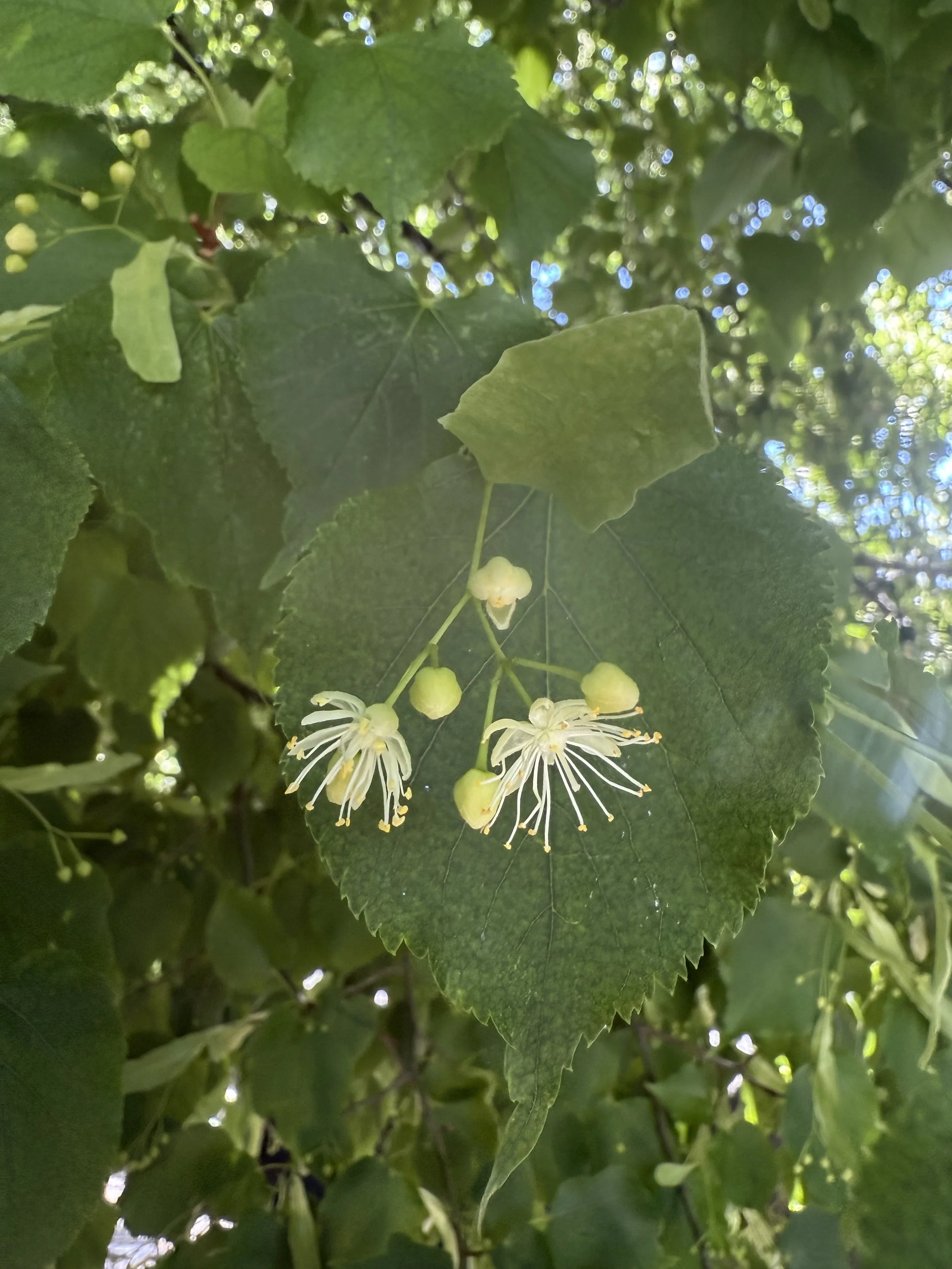 Healing Trees: An Outdoor Herbal Walk