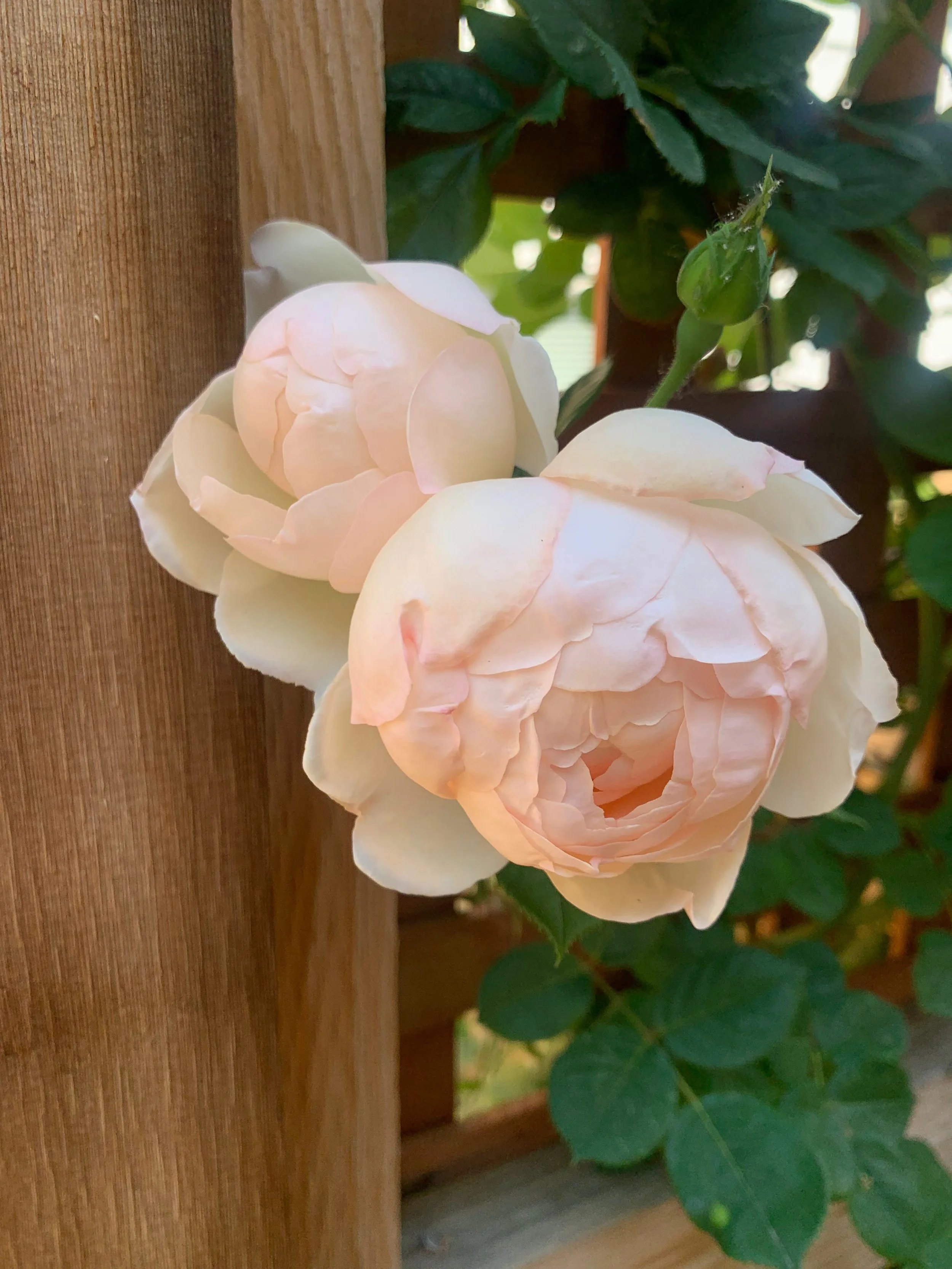 Rose: Herbal Medicine of the Heart