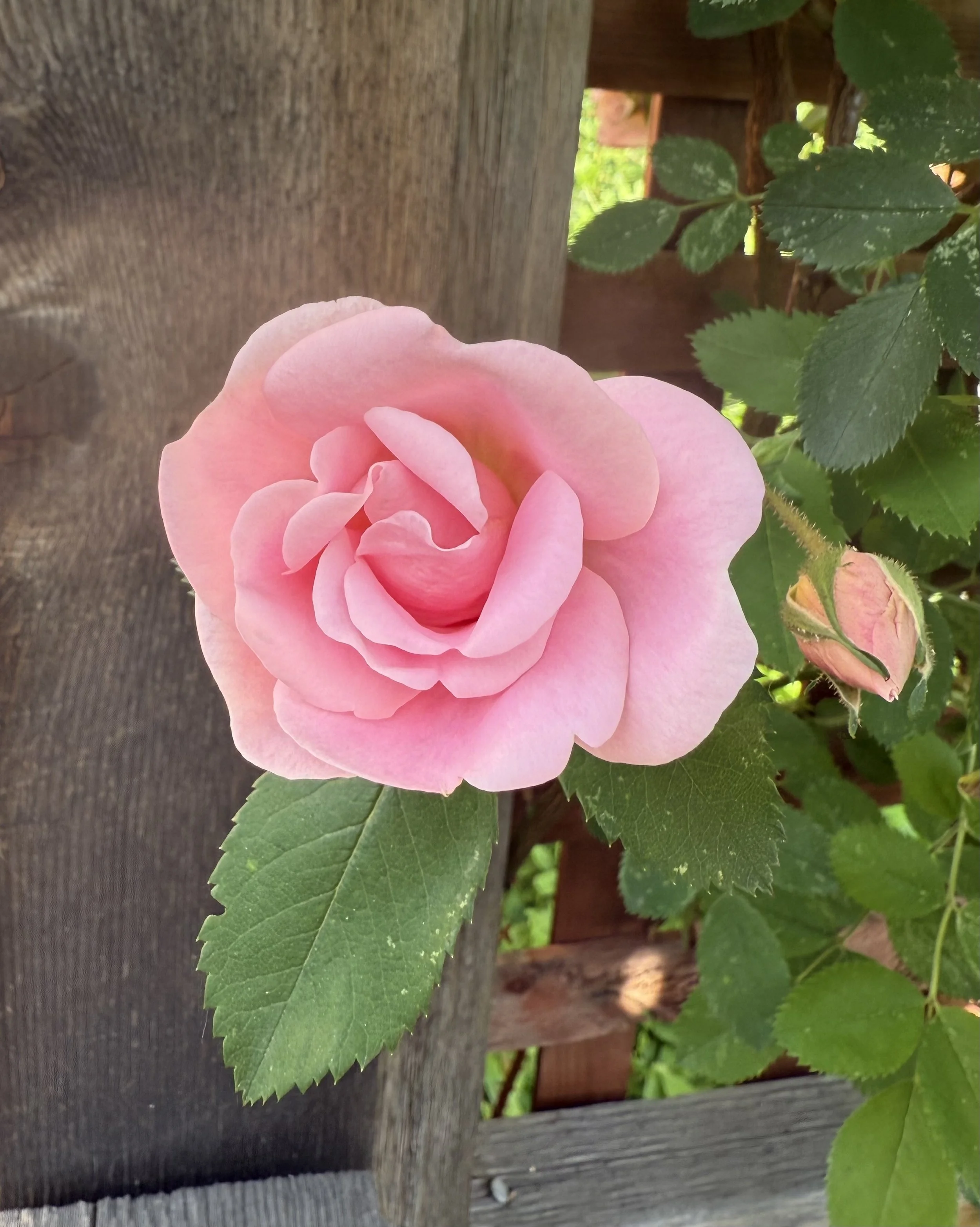 Sun to Stillness – A Late Summer Reset Herbal Meditative Retreat