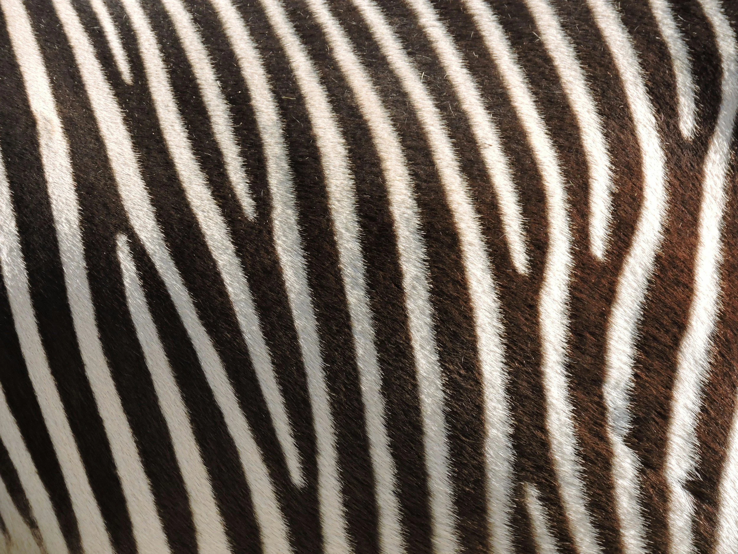 Close-up of zebra's striped fur with alternating black and white stripes.