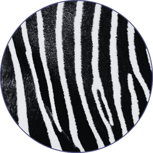 Close-up of a zebra's black and white striped fur.