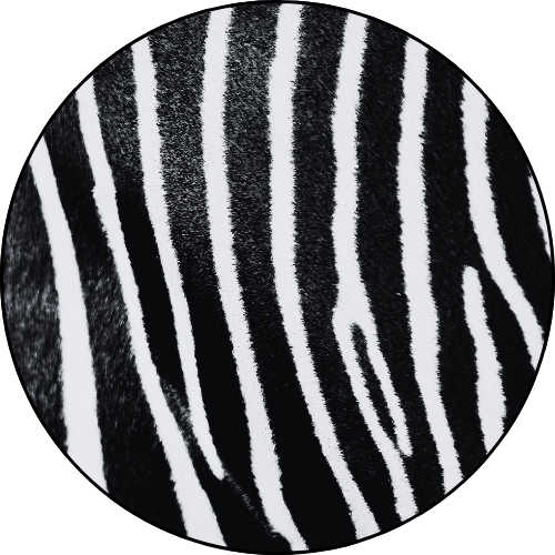 Close-up of a zebra's black and white striped fur.