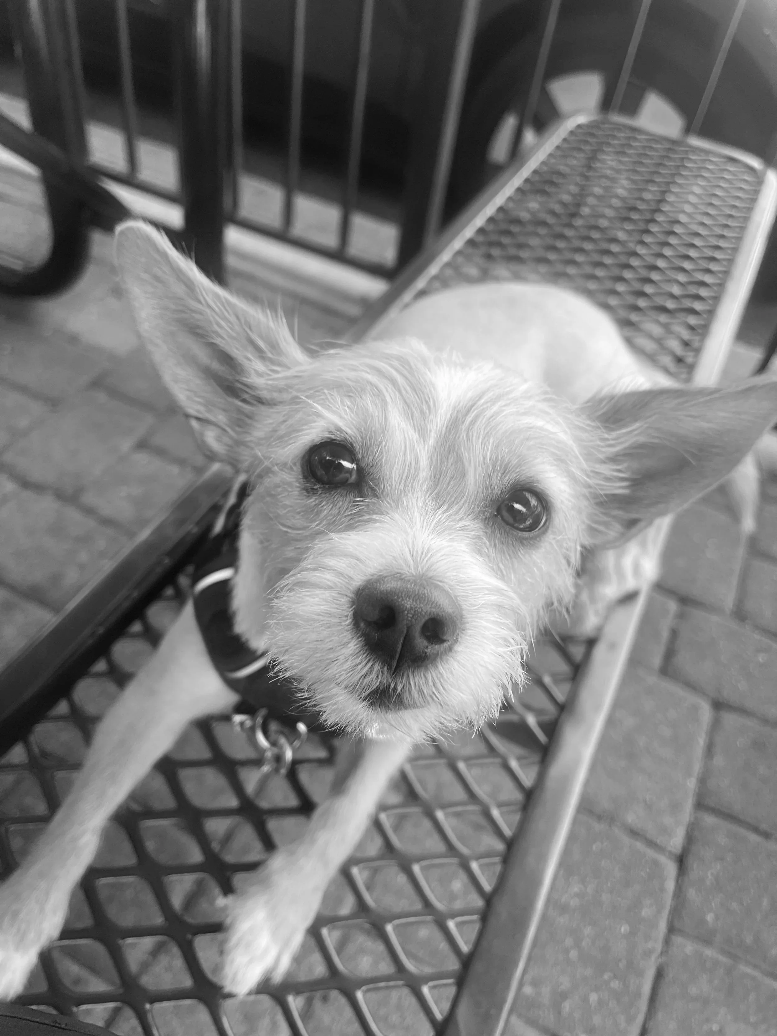 Close-up of a small dog with large ears looking up at the camera, sitting on a metal bench near a brick floor.