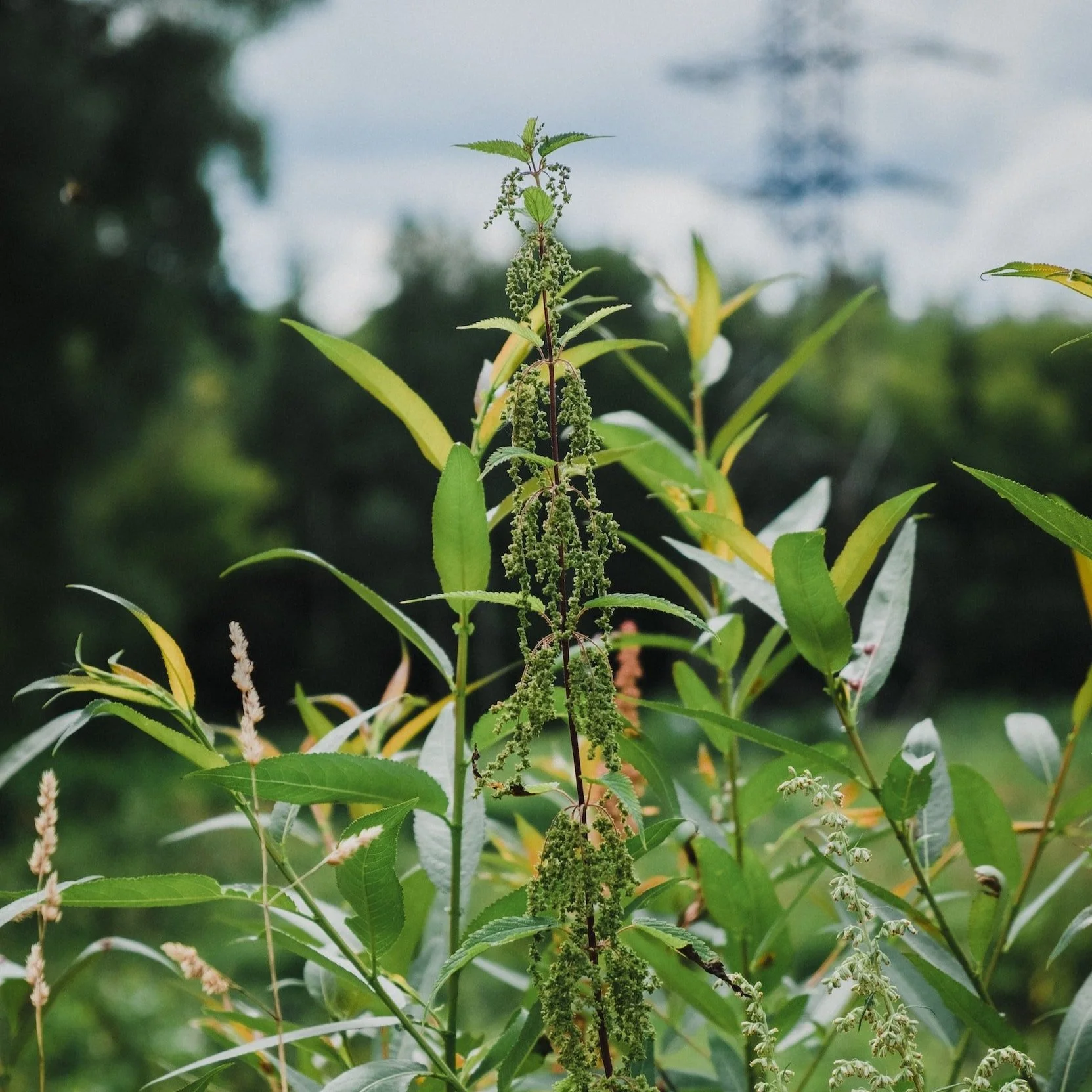Service Hours with Weed Warriors