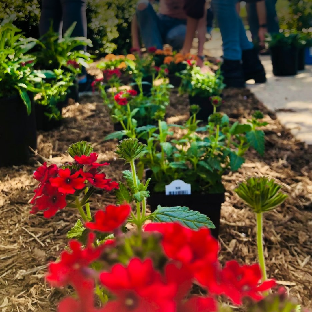 Volunteer for Deal&nbsp;Beautification&nbsp;Day | August 19