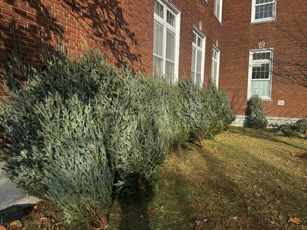 trees.jpg