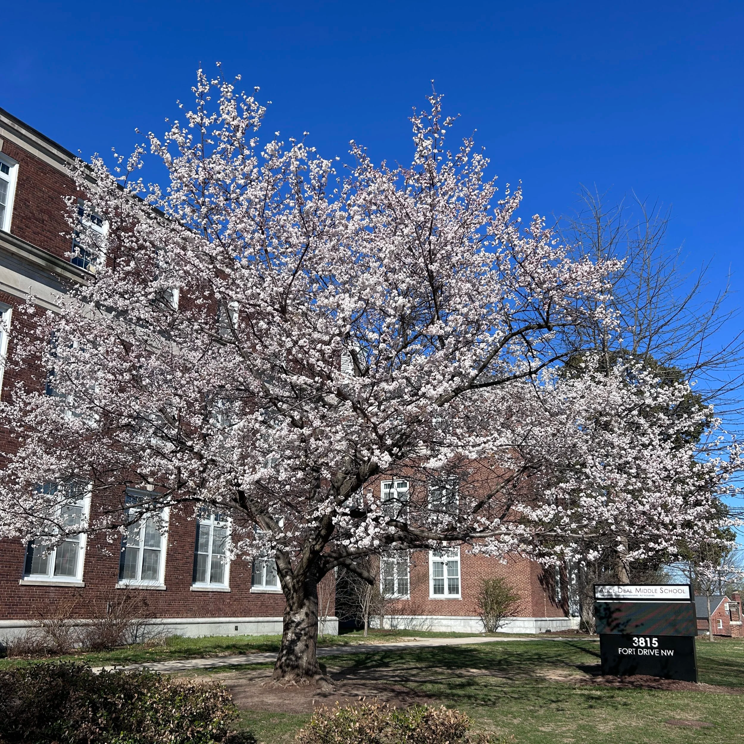 Panorama Survey, Spirit Week