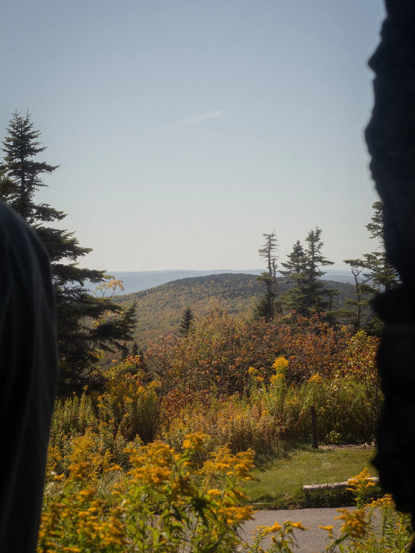 goldenrod from september