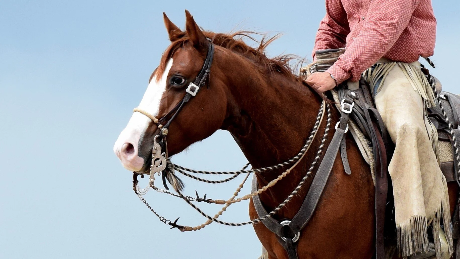 2J Ranch Horses -Ranch raised all around using horses for sale