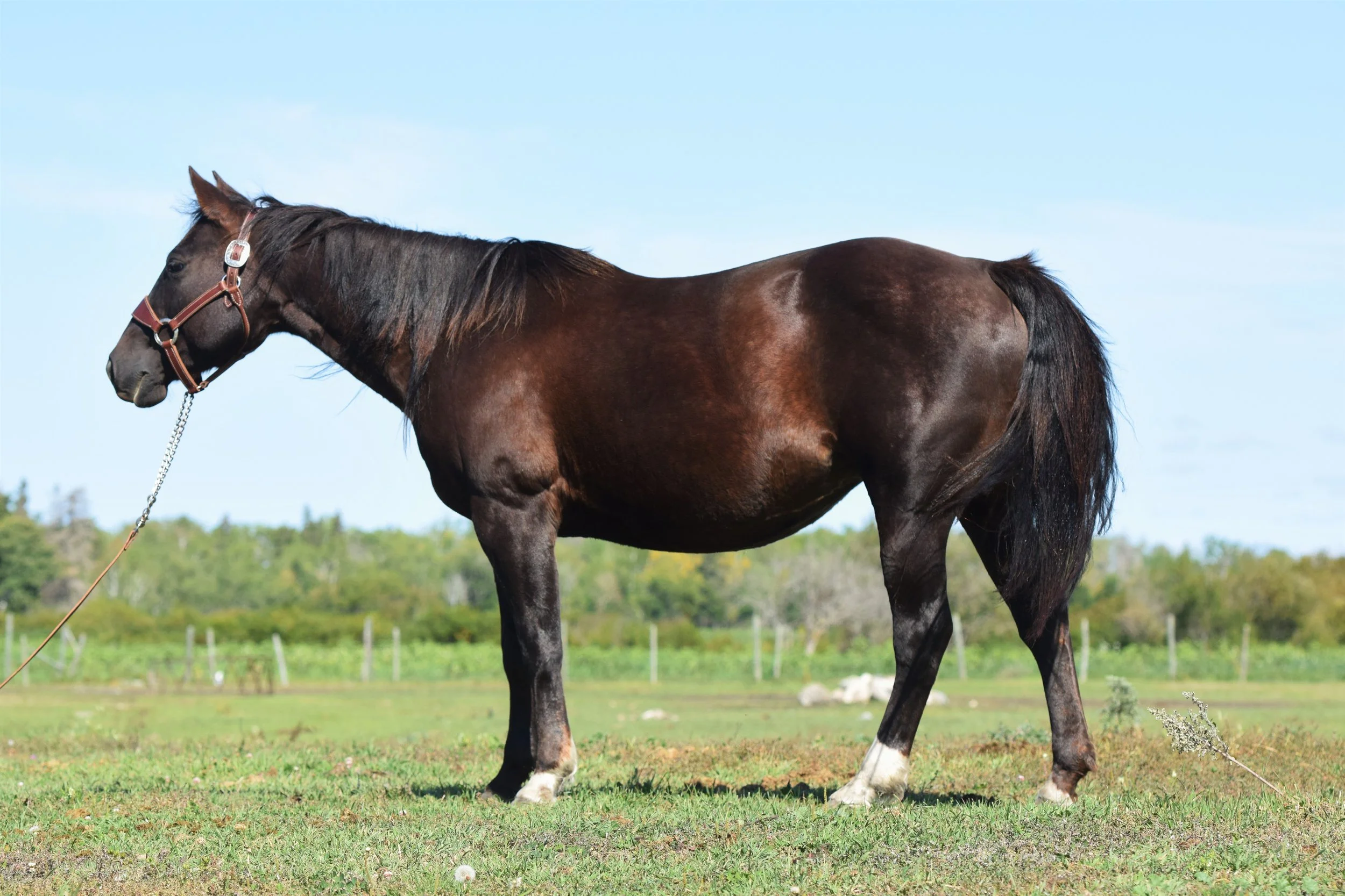 2J Ranch Horses