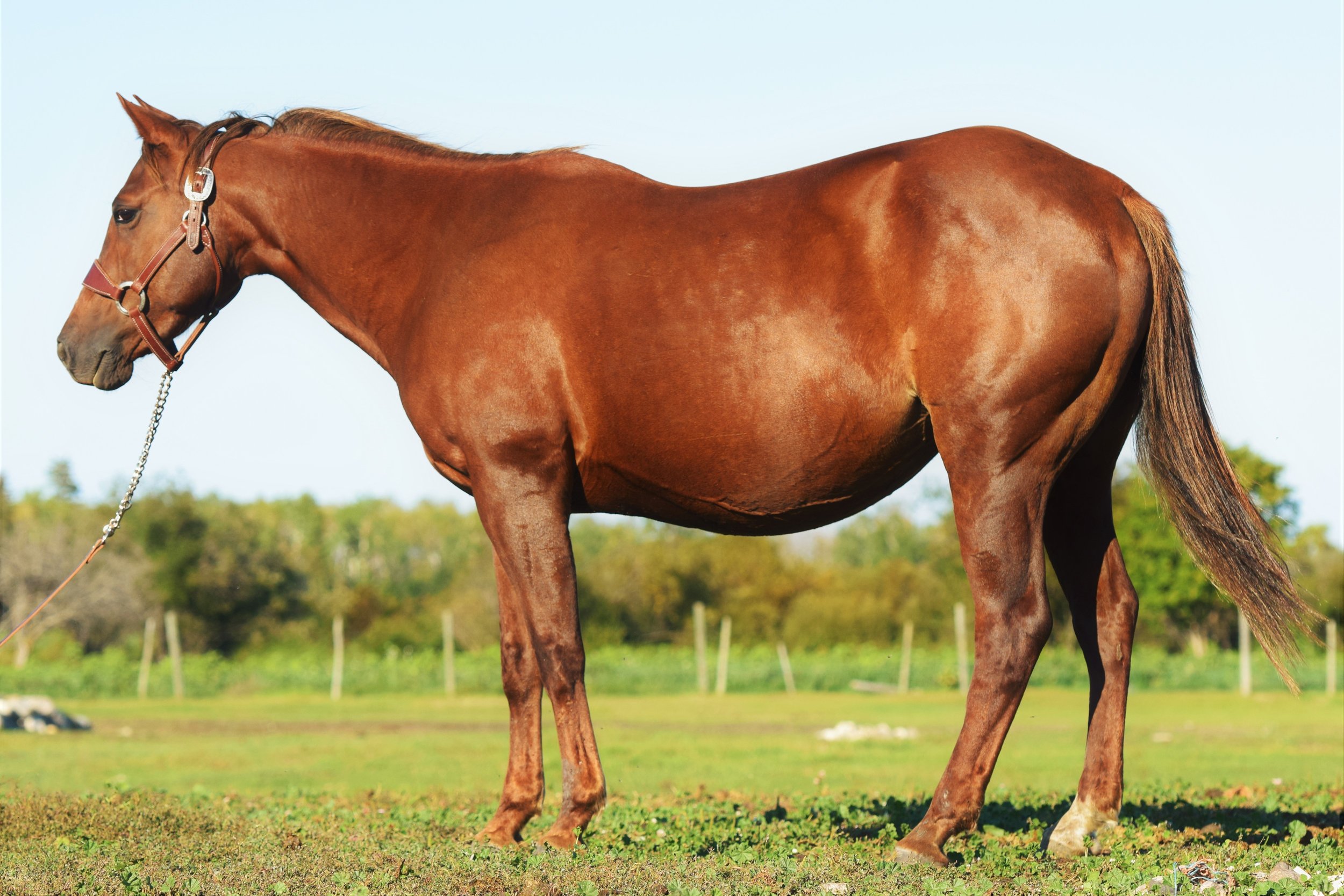 2J Ranch Horses