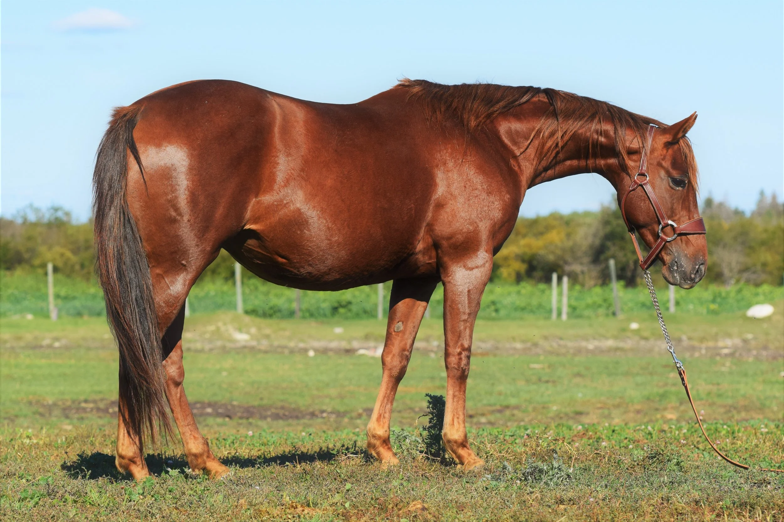2J Ranch Horses