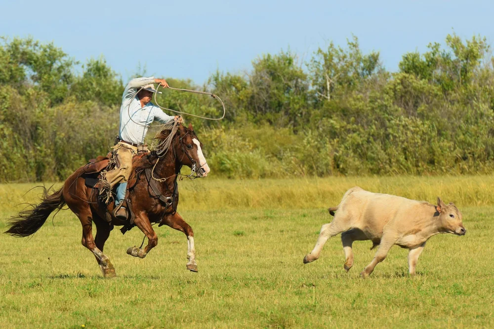 2J Ranch Horses
