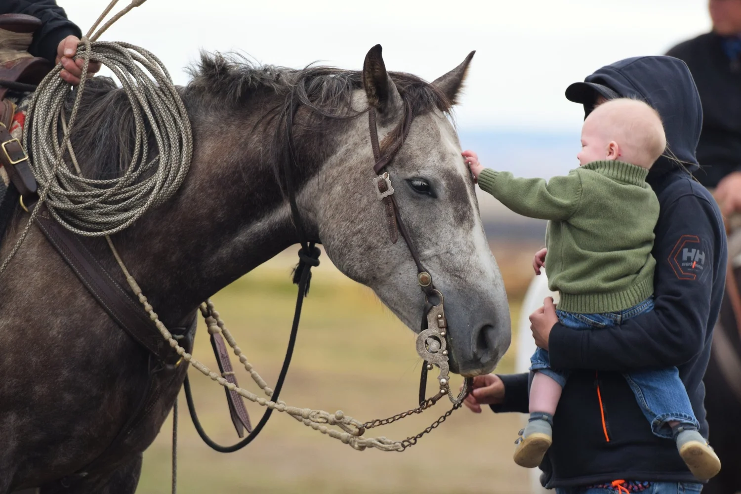 2J Ranch Horses