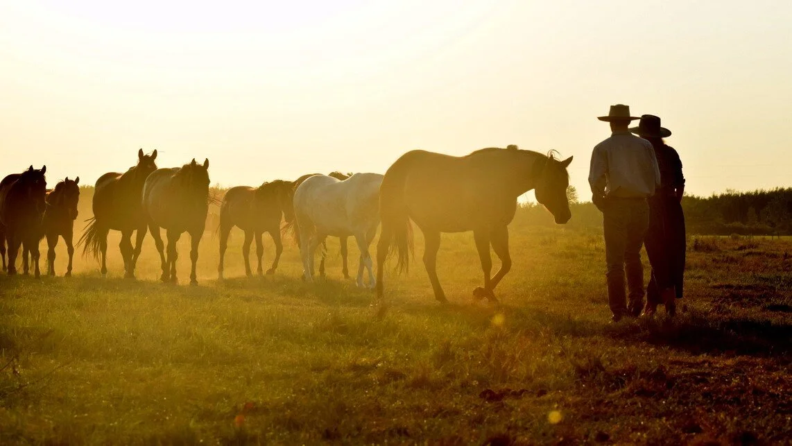 2J Ranch Horses