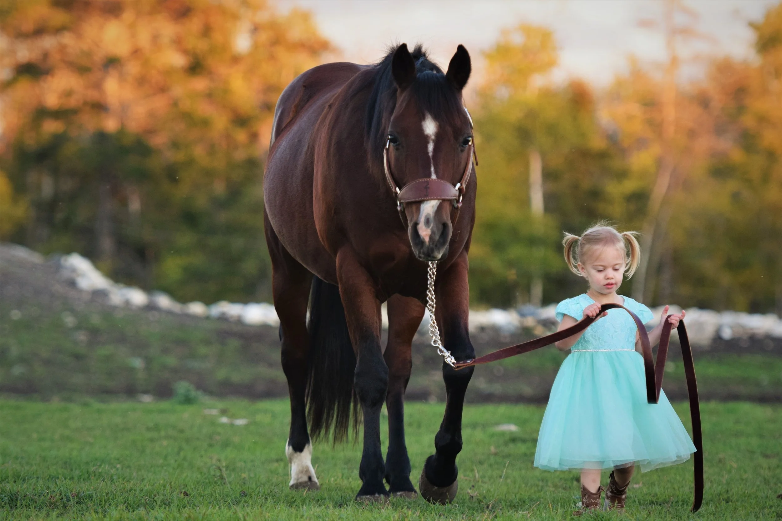 2J Ranch Horses
