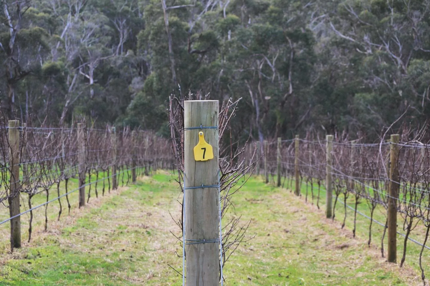 Lugg Wines is now farming the Falcon Vineyard, Red Hill South. Chardonnay on red clay surrounded by native bushland.

We&rsquo;re very excited to have a viticultural home for our sparkling wines.