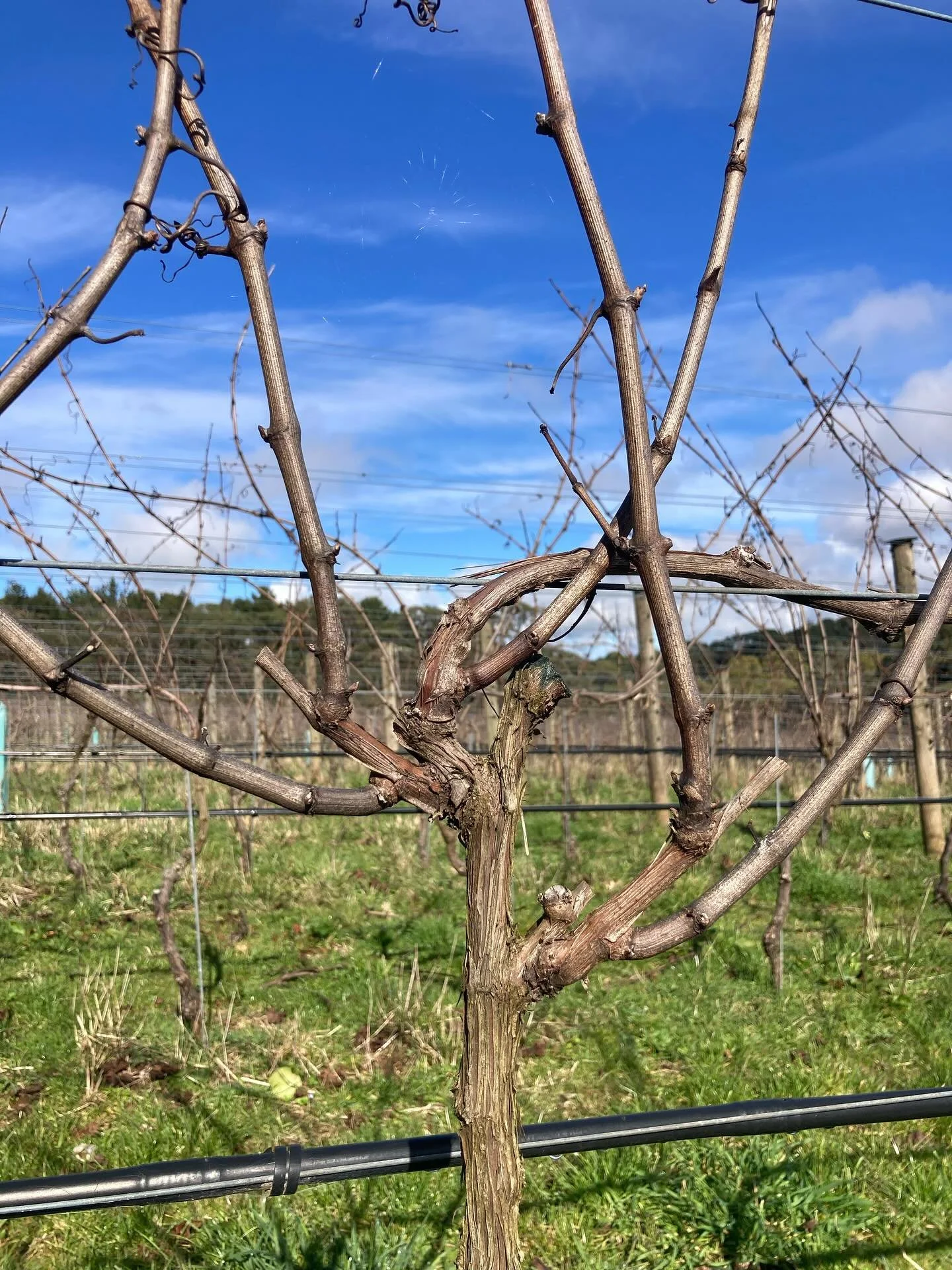 Pruning done for another year. It&rsquo;s been nice to have our own vineyard to look after this time round.