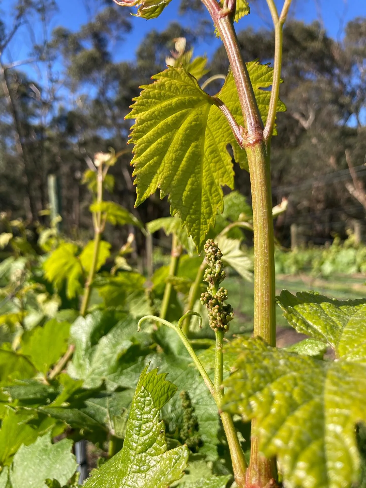 Starting to see lots of bunches forming at the Falcon Vineyard. Everything is set up beautifully for vintage 2026.