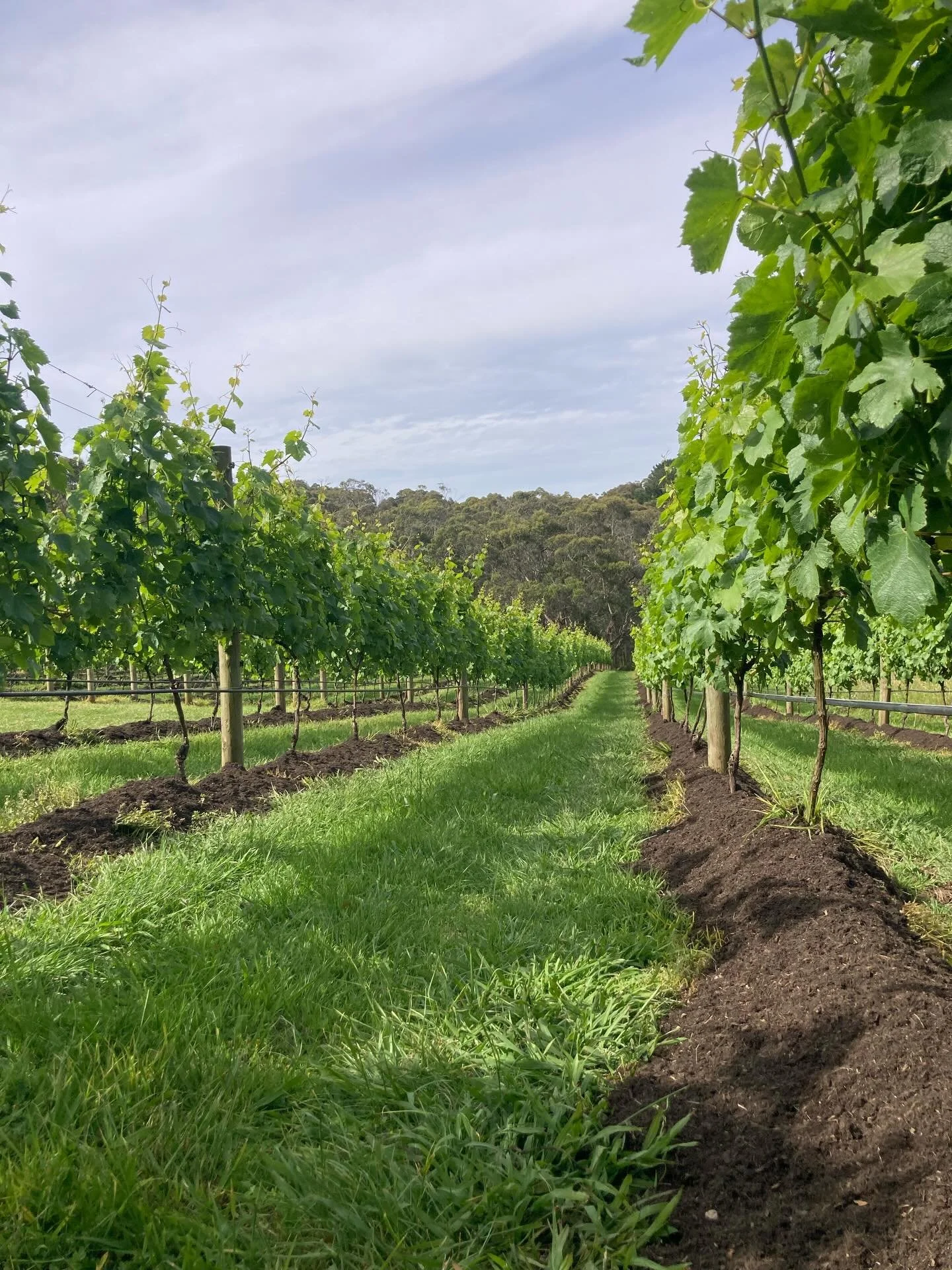 Our Falcon Vineyard has been mulched undervine, wire lifted and tucked. Everything is shaping up nicely. @viticulture_australia