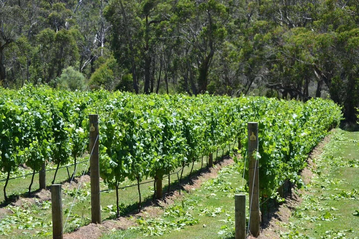 We&rsquo;ve leaf plucked the east facing side of the canopy to encourage more light and airflow. The local wedge tailed eagles approve.